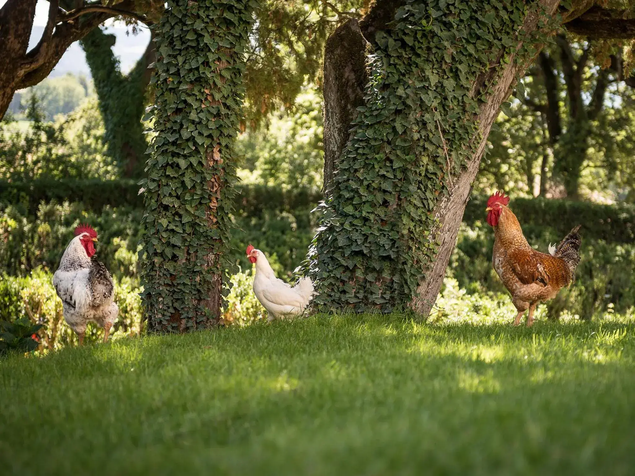 Garden view, Other Animals in Hotel Villa Montegranelli