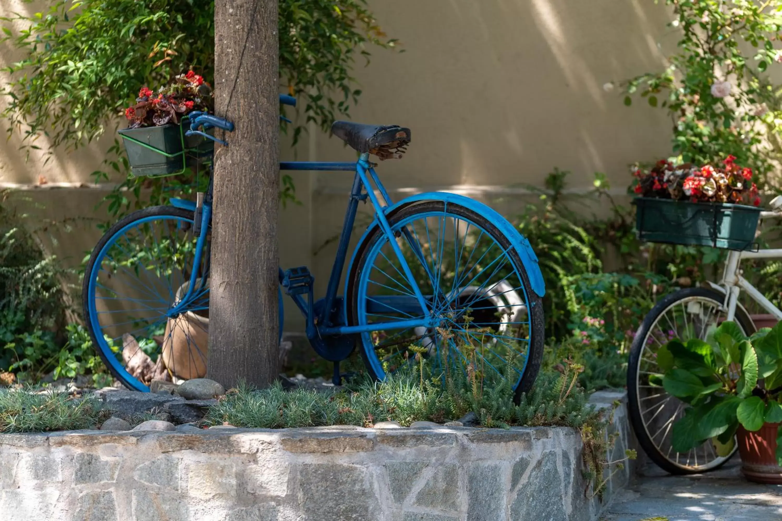 Garden, Biking in Villa Mery