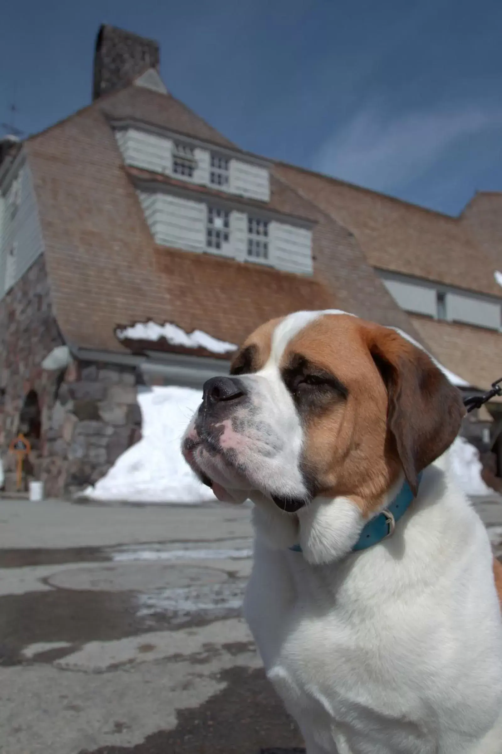 Facade/entrance, Pets in Timberline Lodge