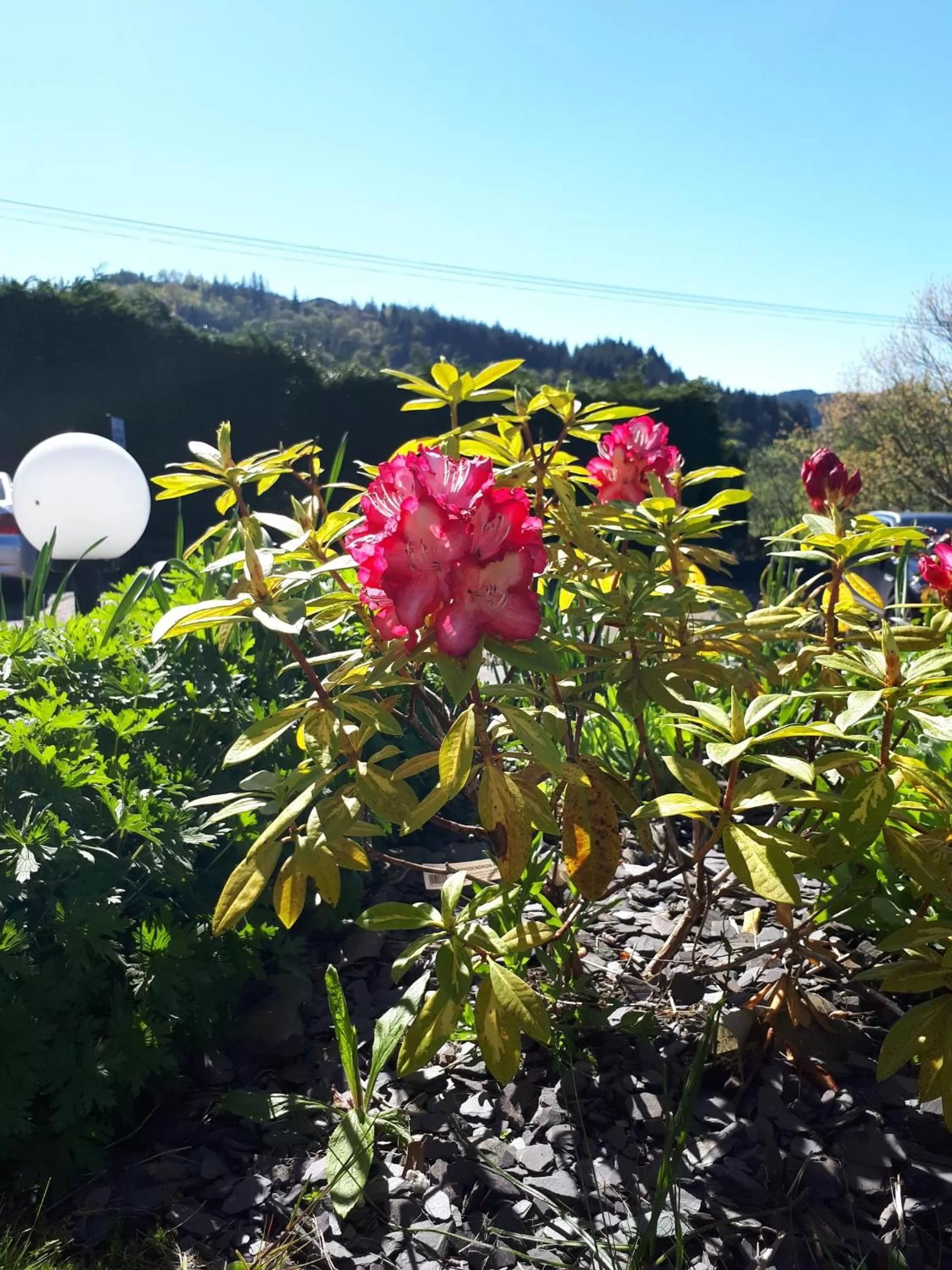 Garden in Aberconwy House B&B