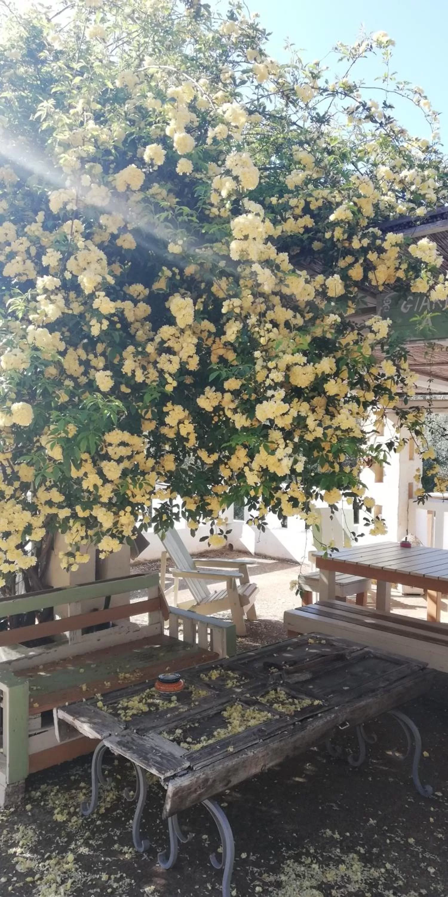 Garden in B&B Giovannarolla Green House