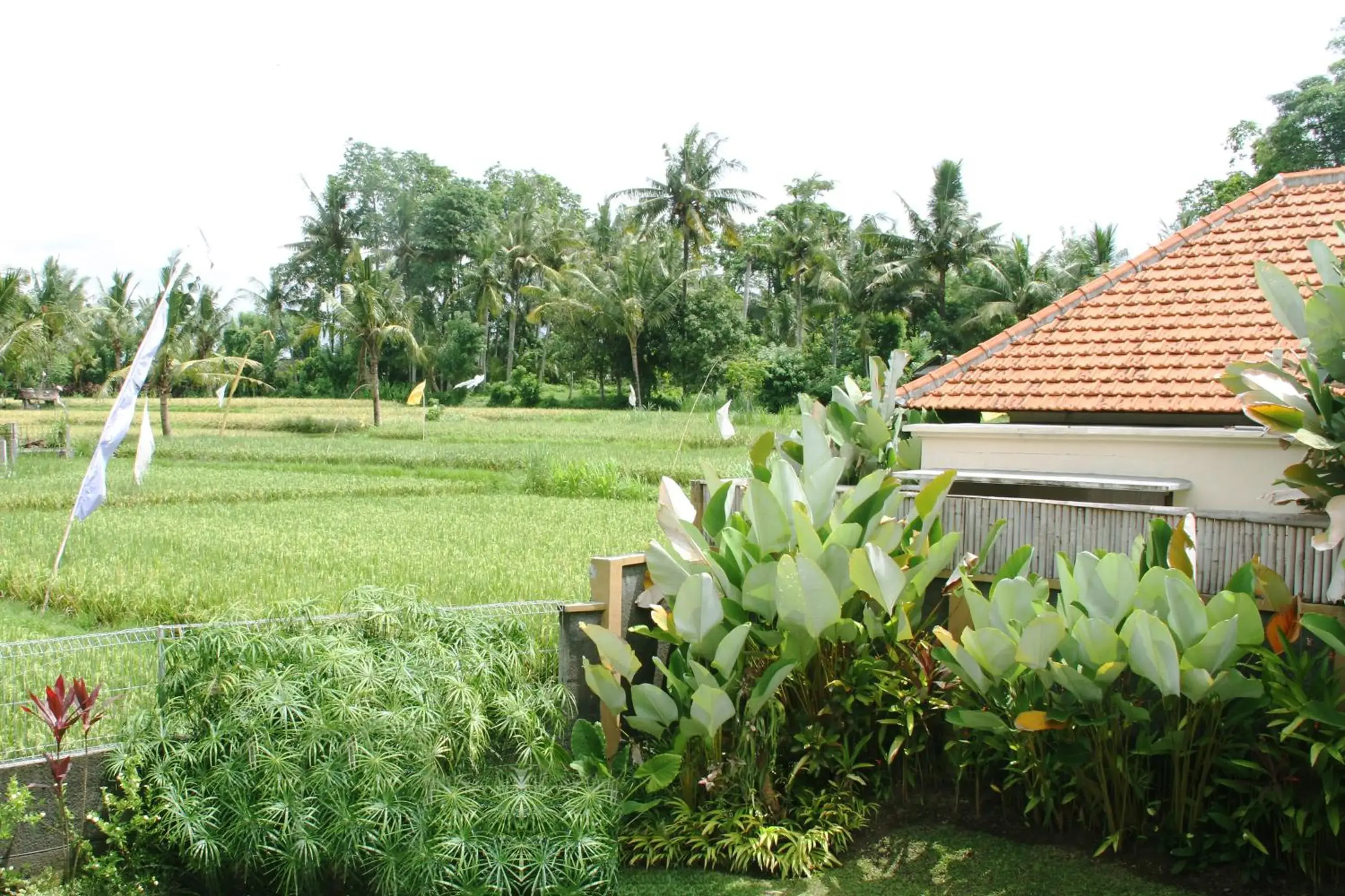 Natural landscape, Garden in Kadiga Villas Ubud