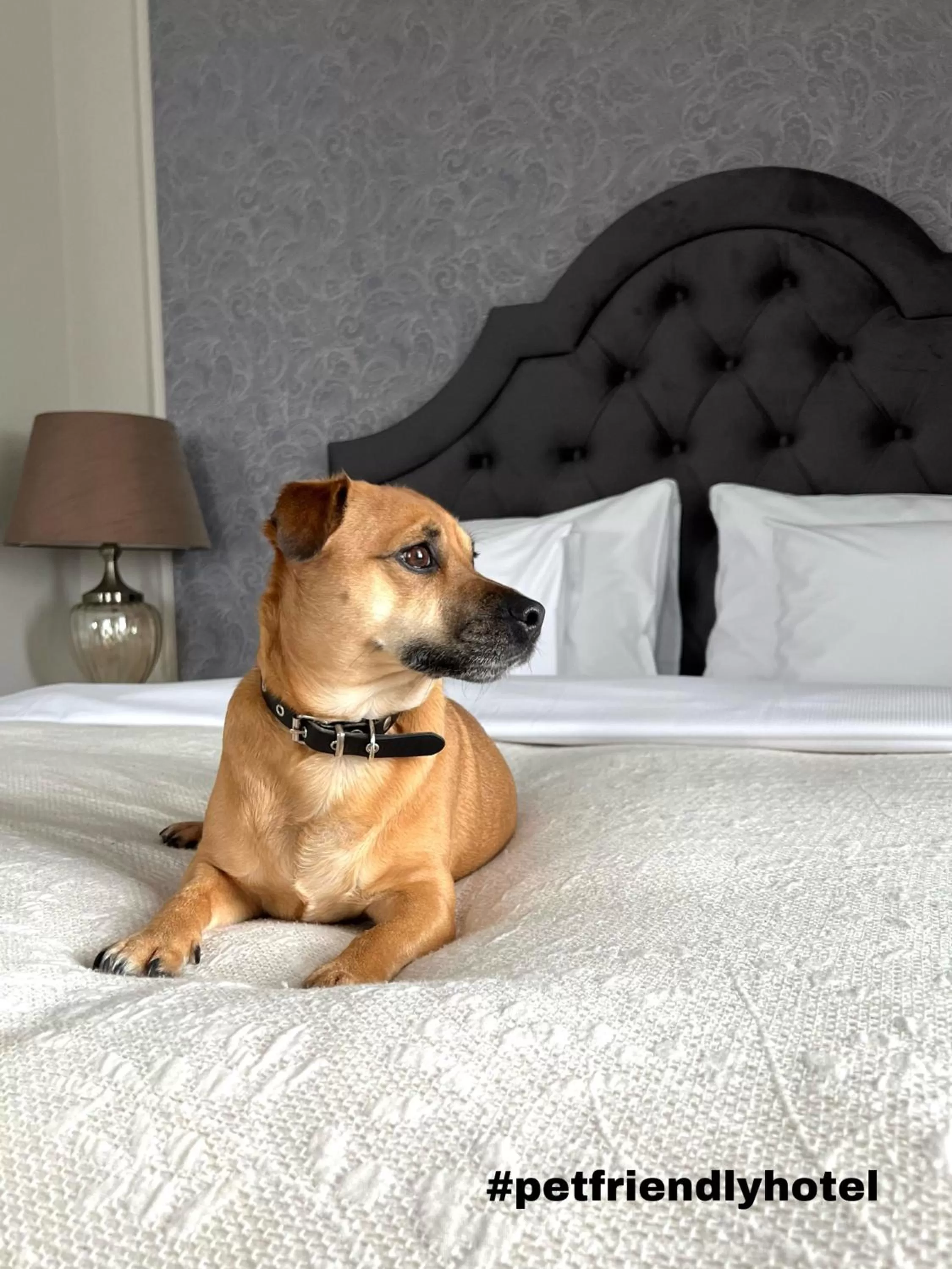 Bed in Aparthotel Amella