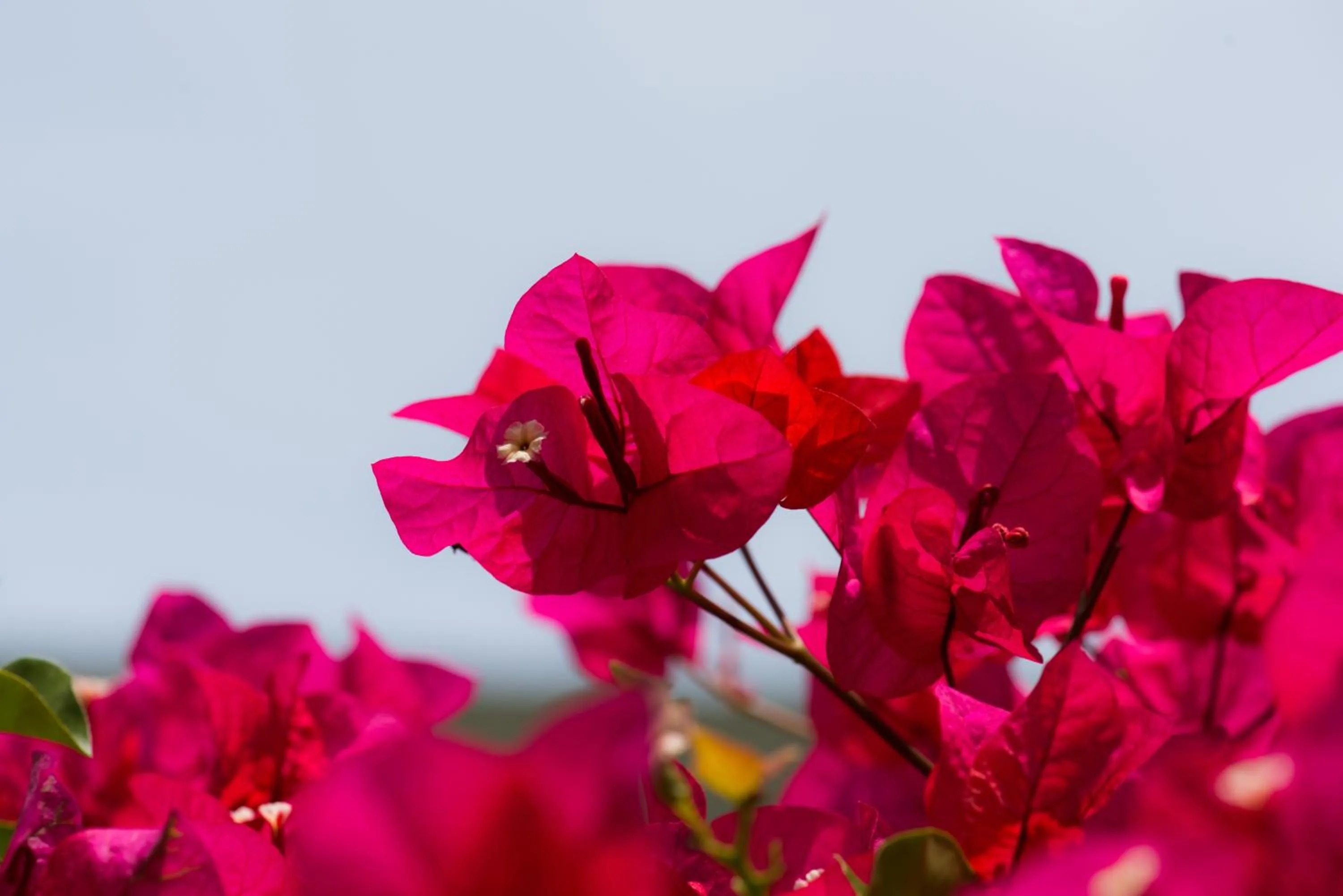 Garden in Hotel Bougainvillea San José