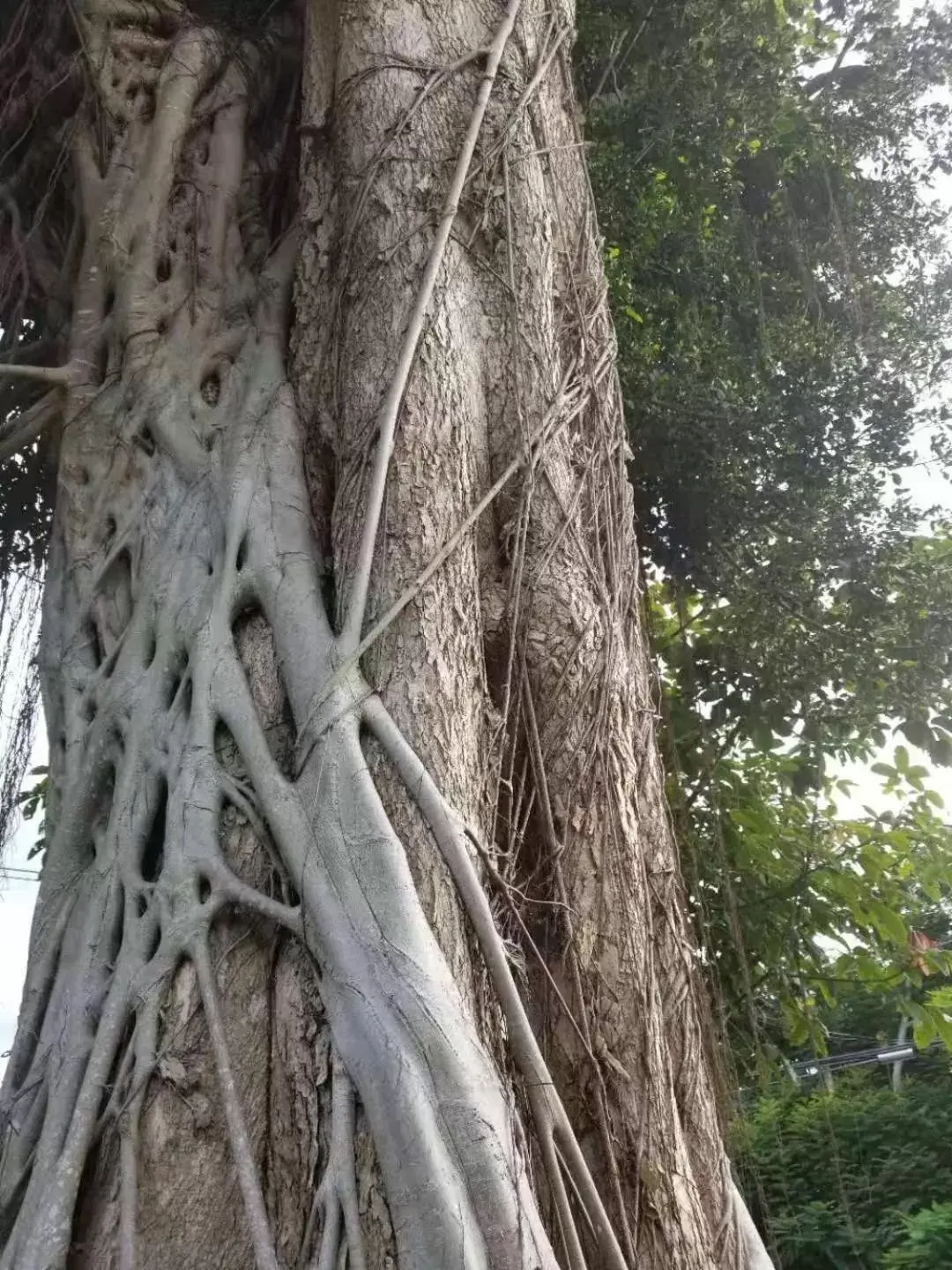 Natural landscape in Volcano Forest Inn