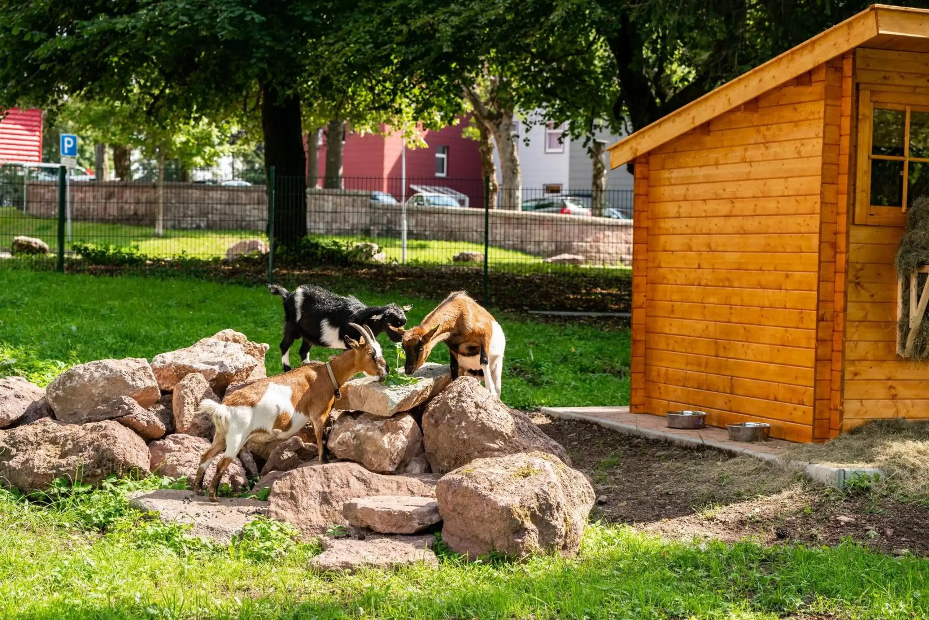 Day, Other Animals in AHORN Panorama Hotel Oberhof