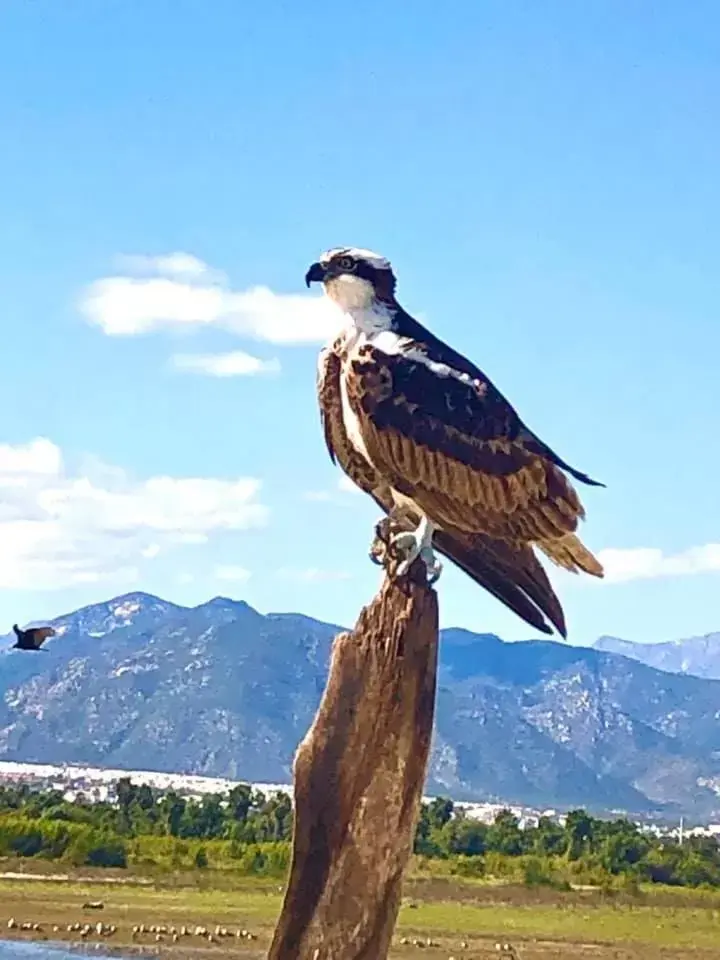 Nearby landmark, Other Animals in Hotel Posada Señor Mañana