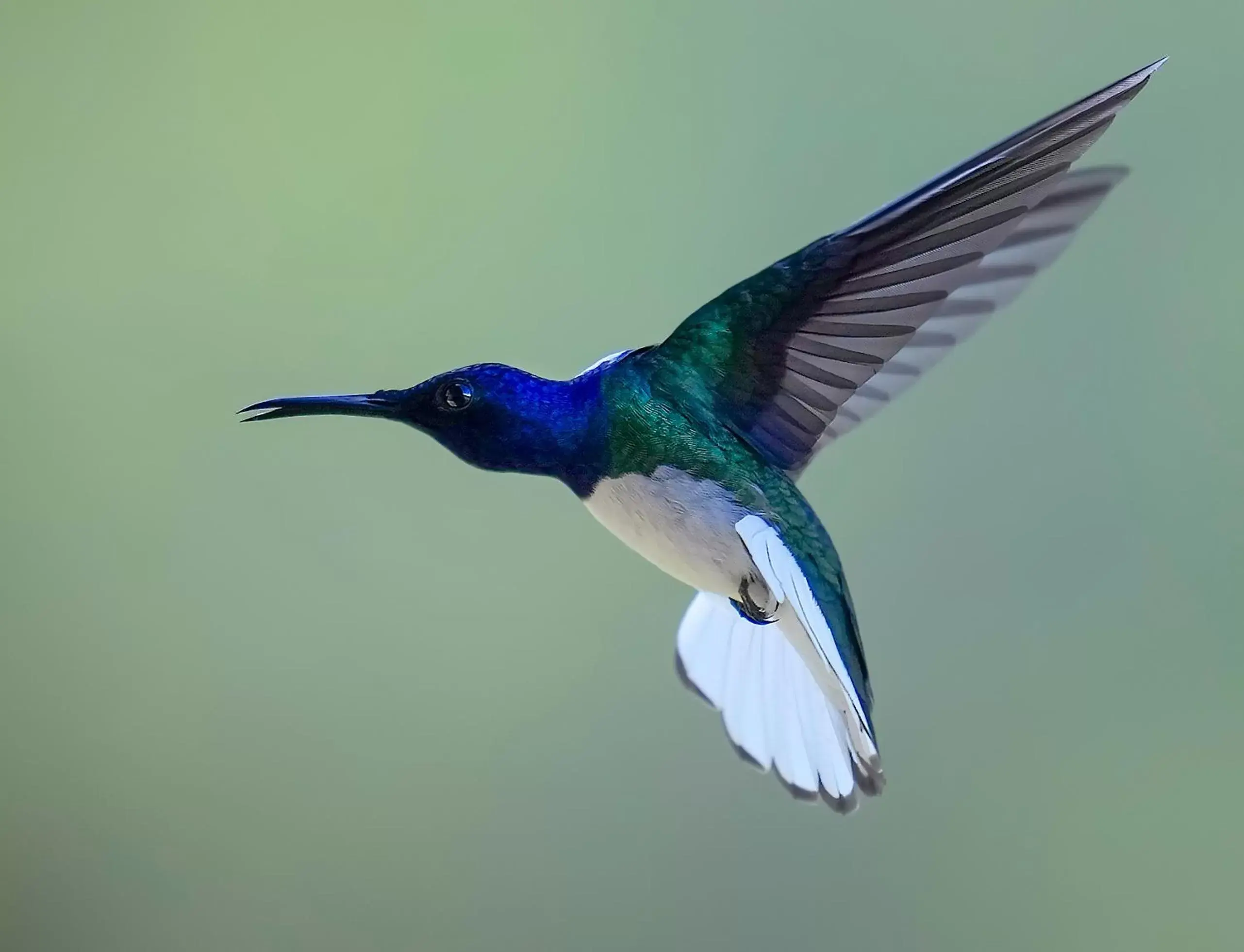 Animals, Other Animals in Arte de Plumas birding lodge