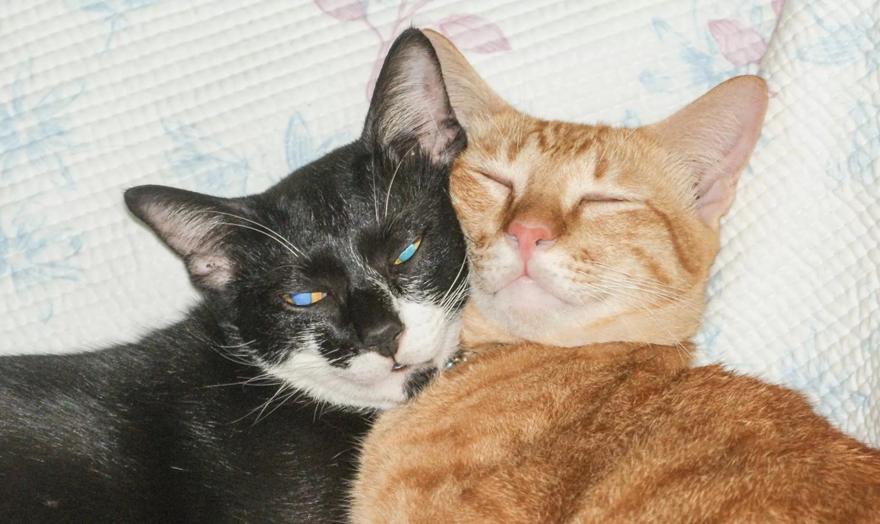 Pets in Rock Inn Bailan