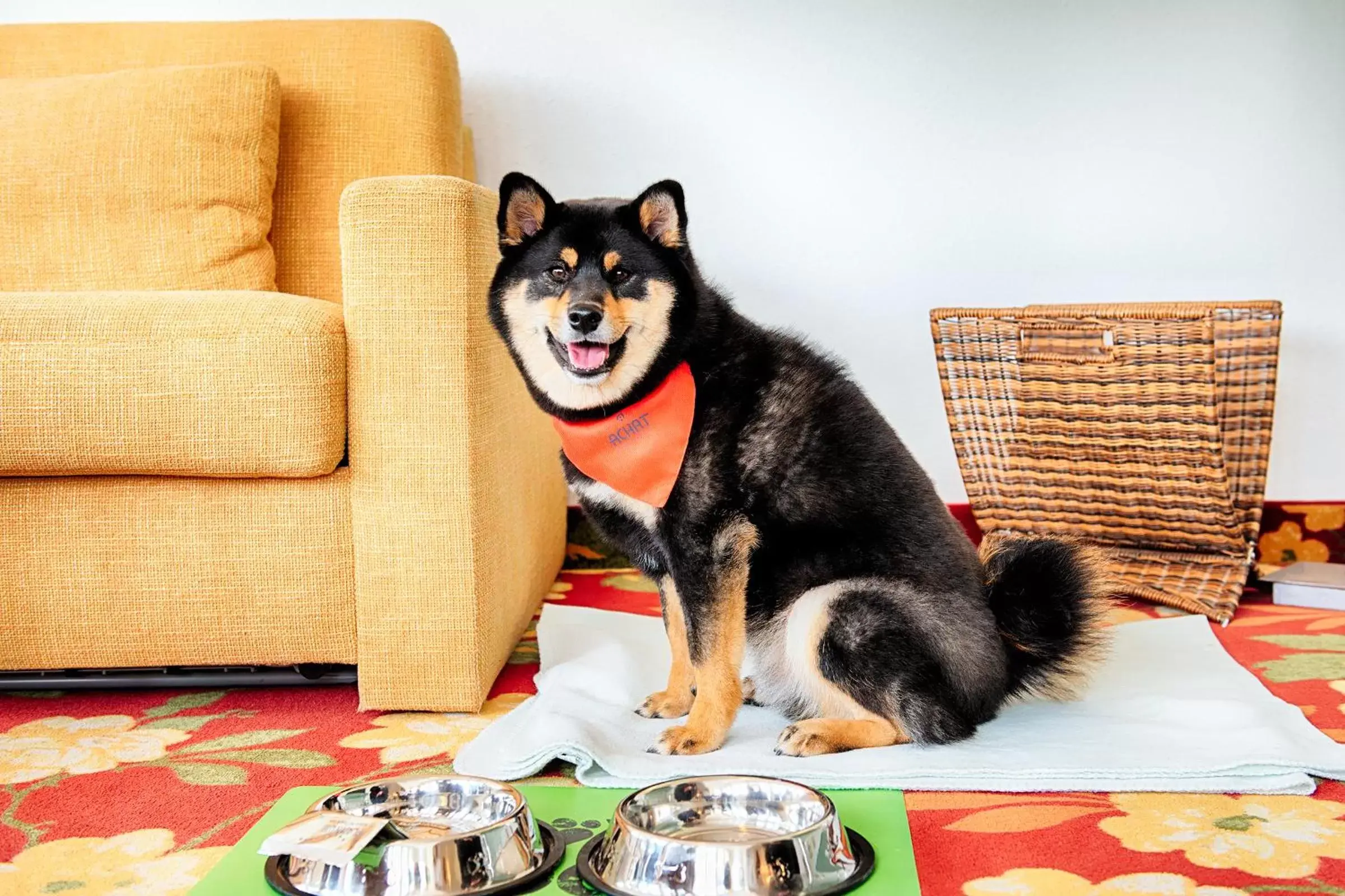 Pets in ACHAT Hotel Schwetzingen Heidelberg