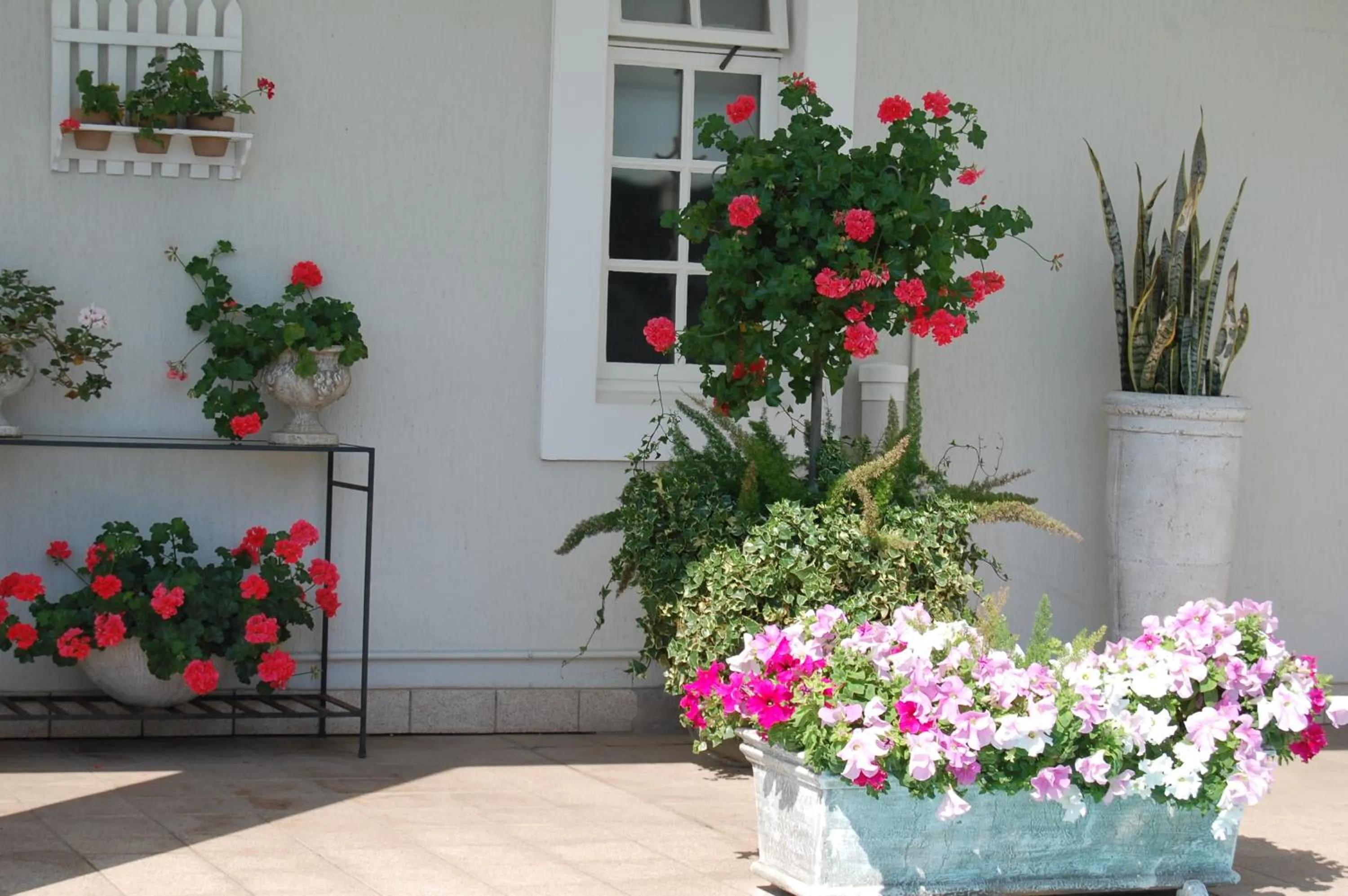 Garden view in Sandals Guest House