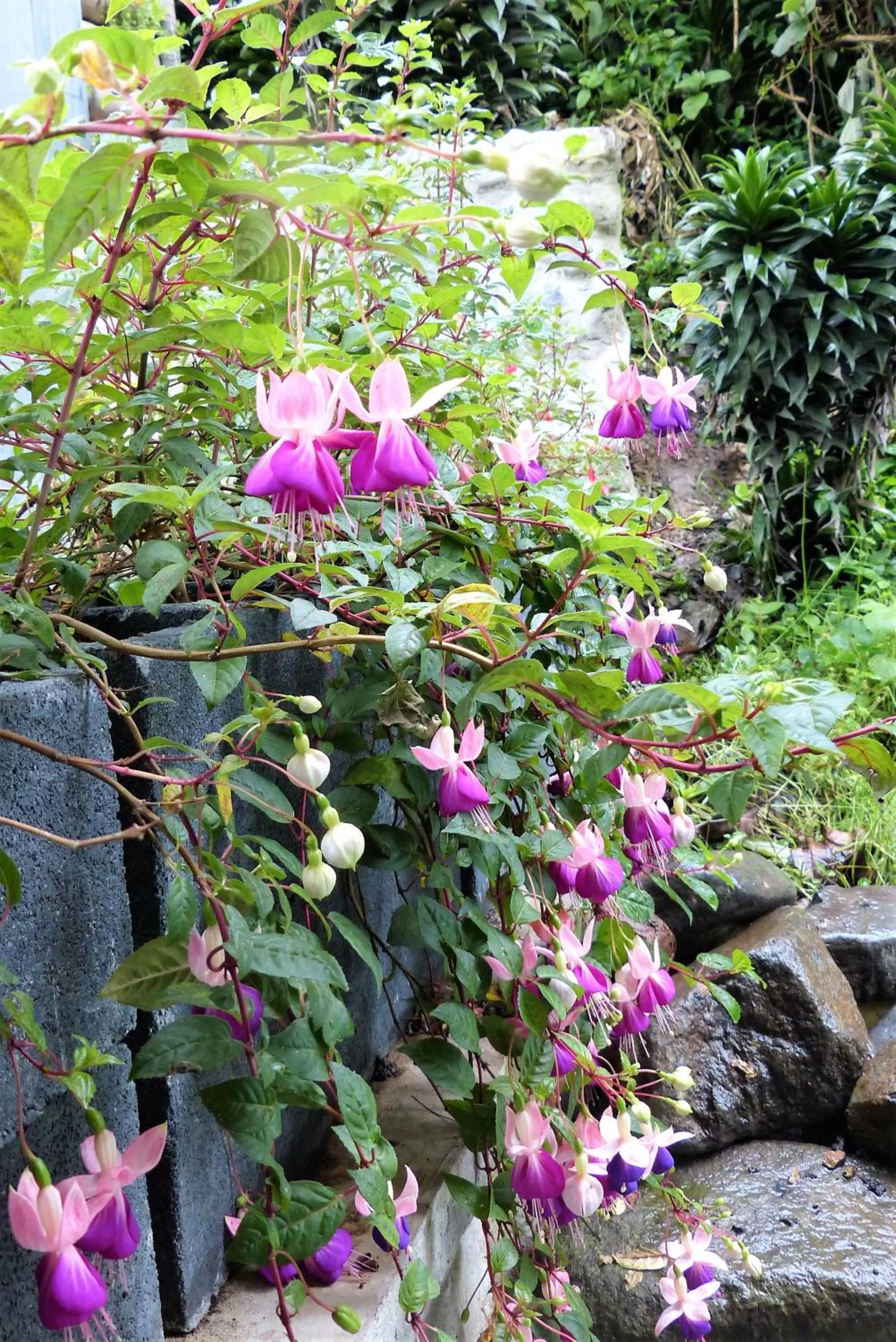 Natural landscape, Garden in Hotel Termales Tierra Viva