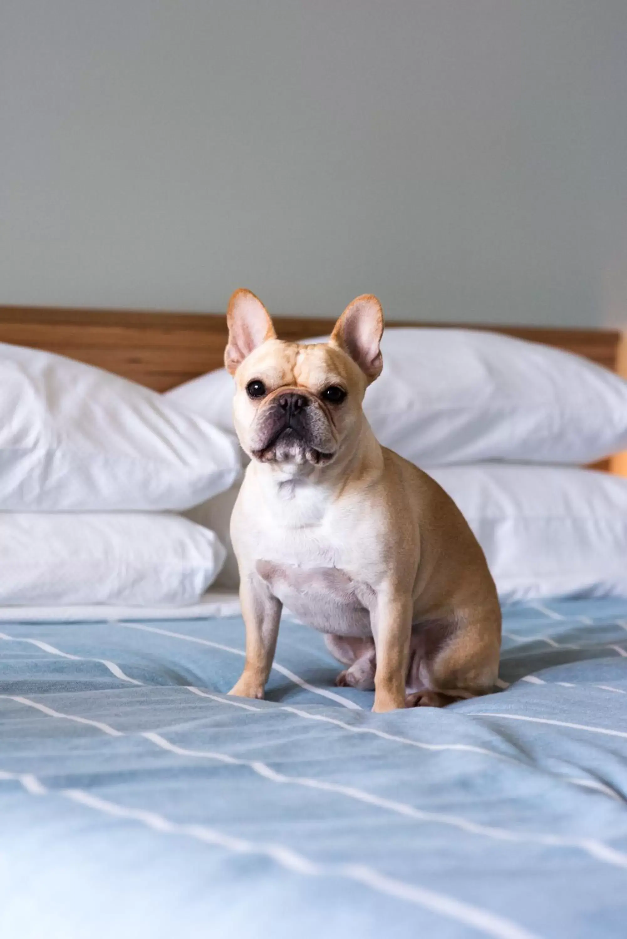 Pets, Bed in East Austin Hotel Pets, Bed in East Austin Hotel