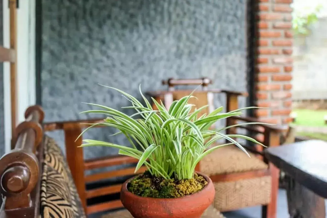 Deluxe Double or Twin Room with Garden View - single occupancy in Green Cottage Deluxe Double or Twin Room with Garden View - single occupancy in Green Cottage