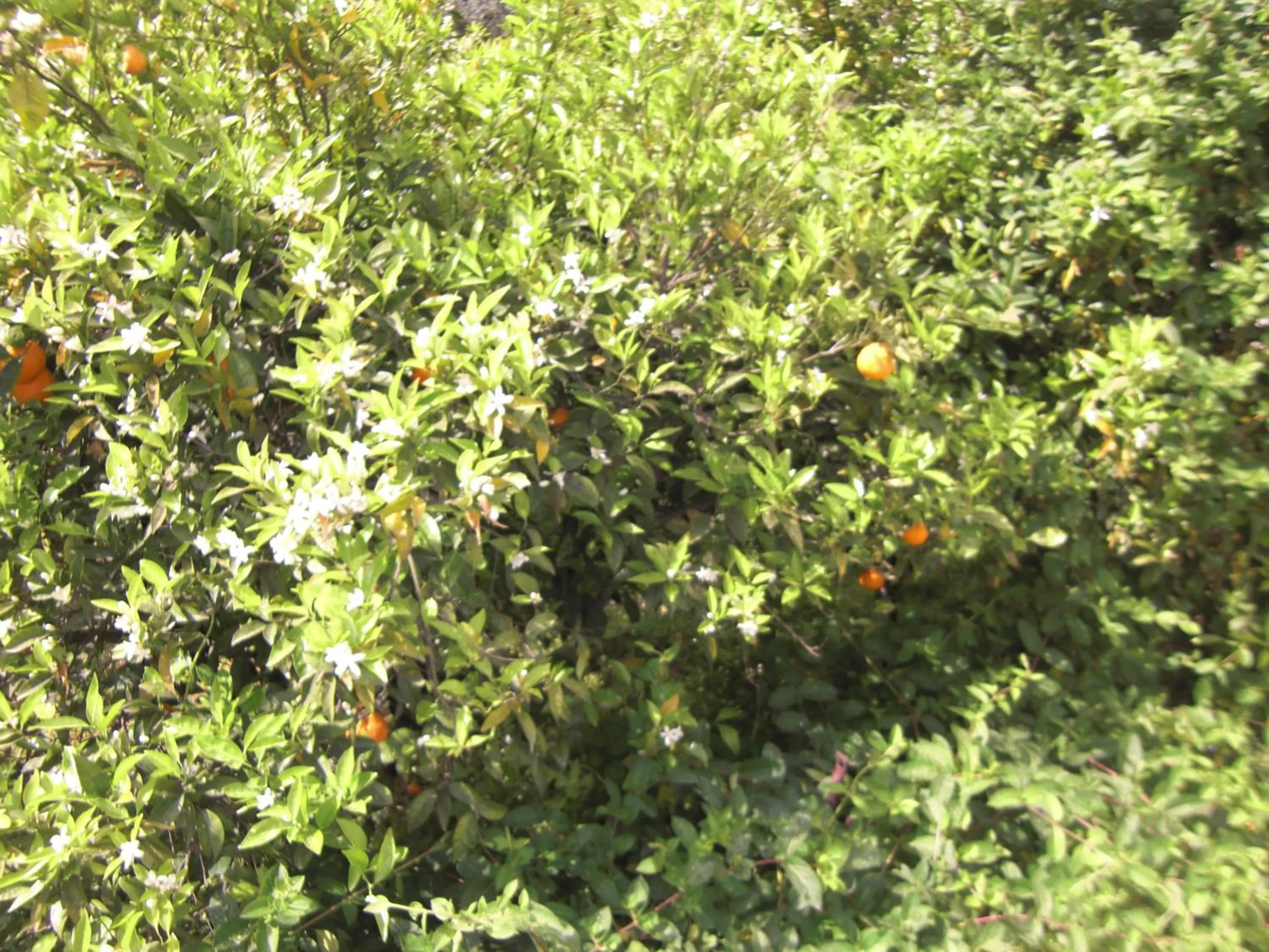 Lounge or bar in Anthula Sun