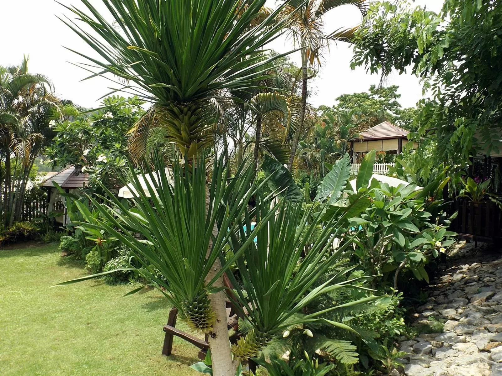 Garden in Homestay Chiangrai