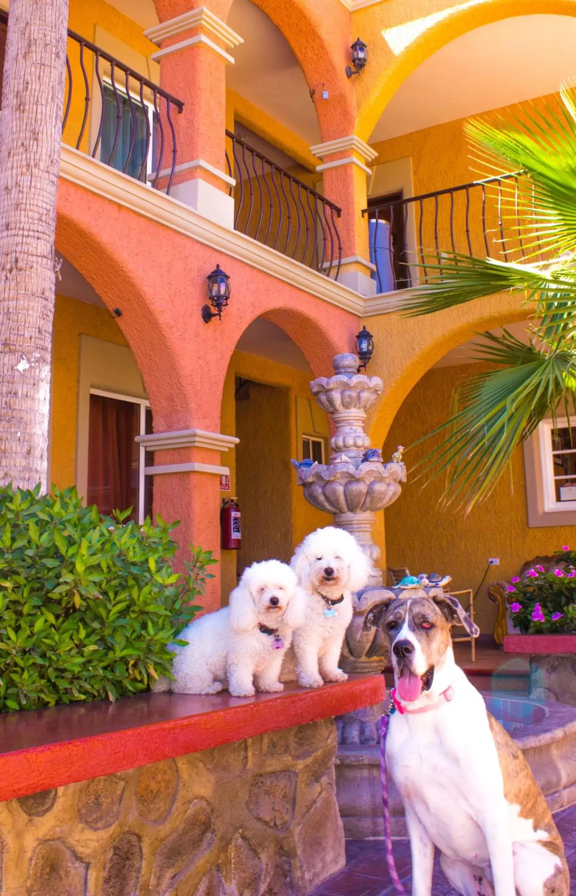 Pets in Hotel Angra