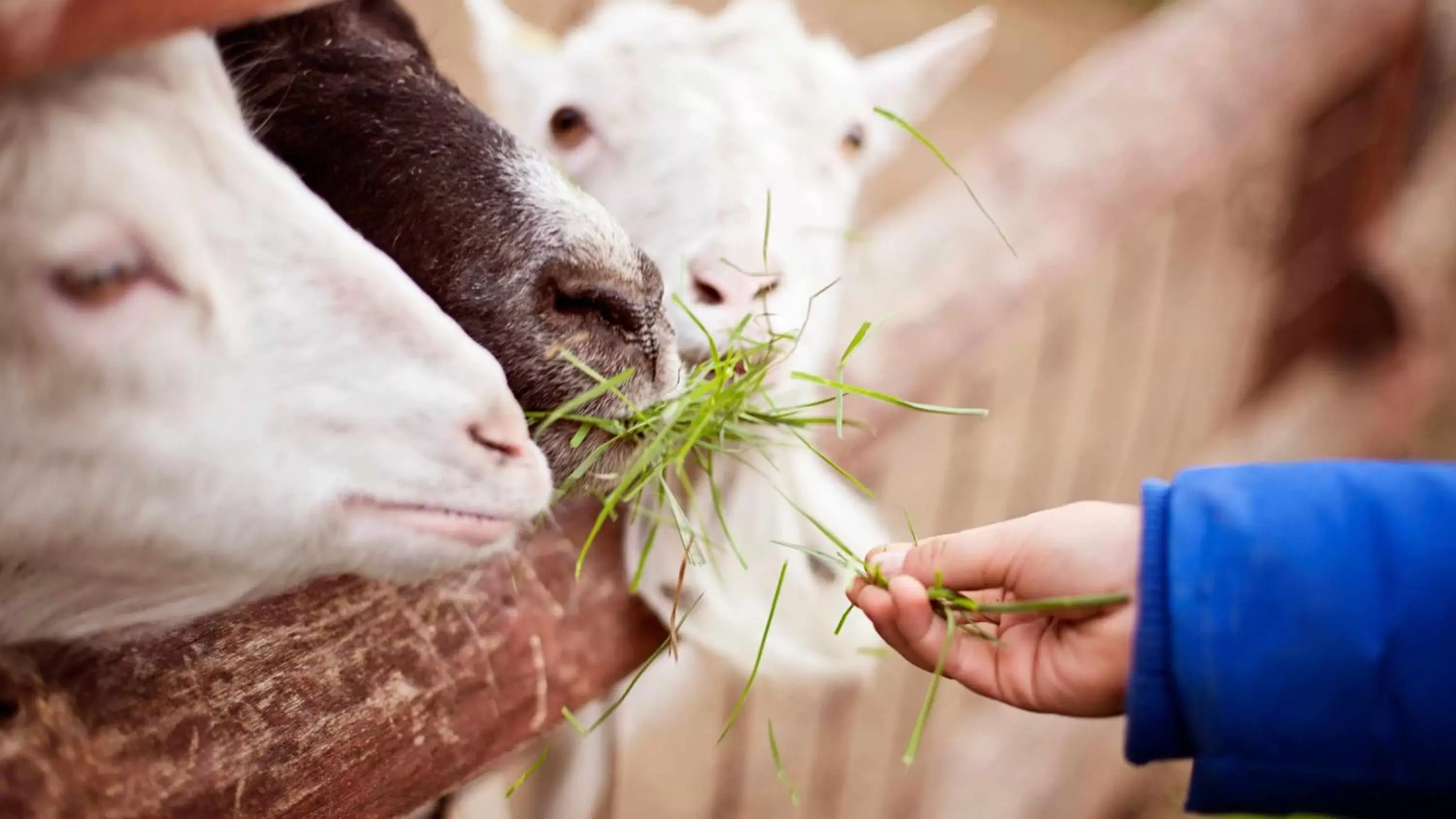 Nearby landmark, Other Animals in Crowne Plaza Kuwait Al Thuraya City, an IHG Hotel