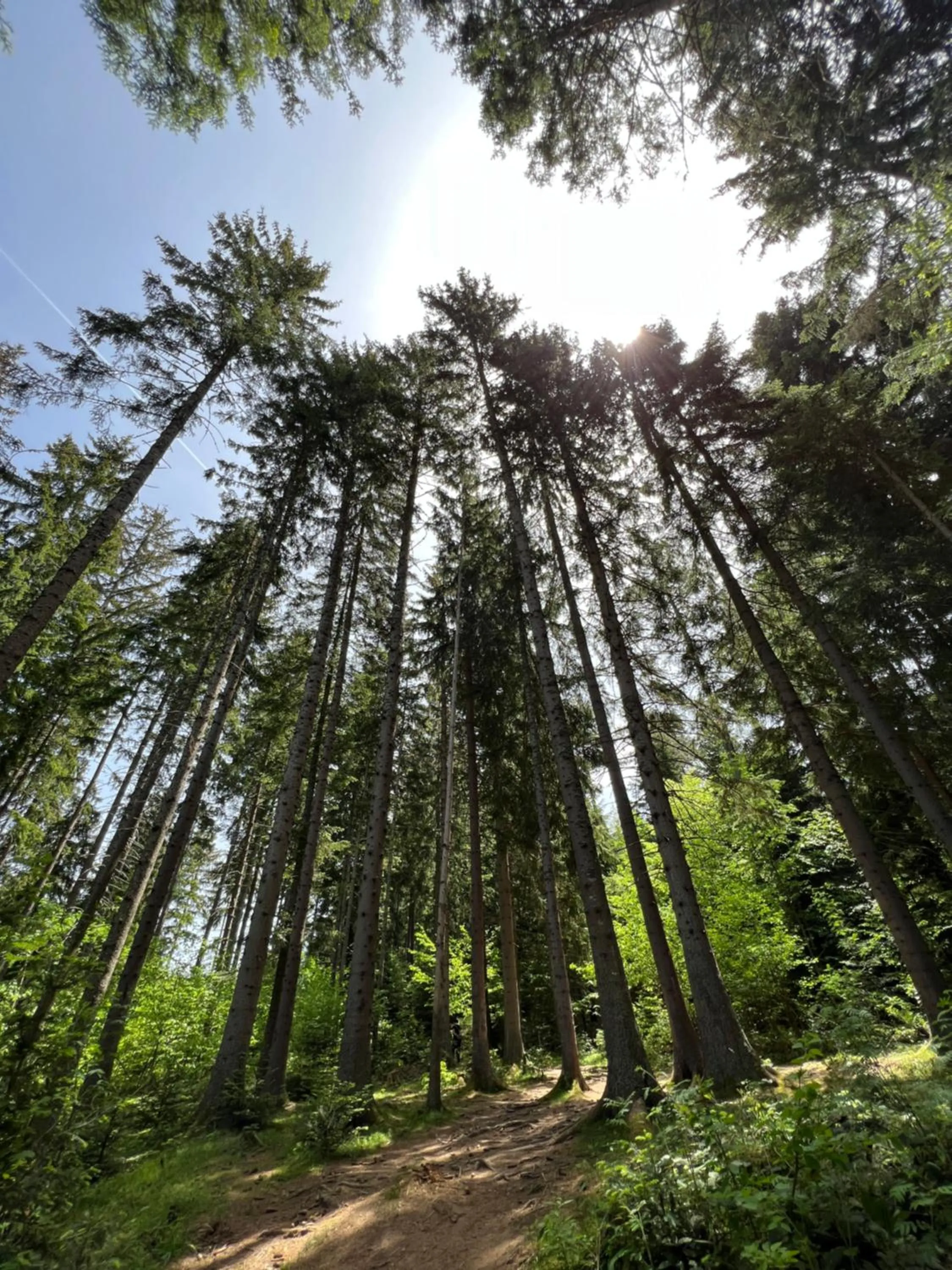 Natural landscape in Pino Nature Hotel, BW Premier Collection