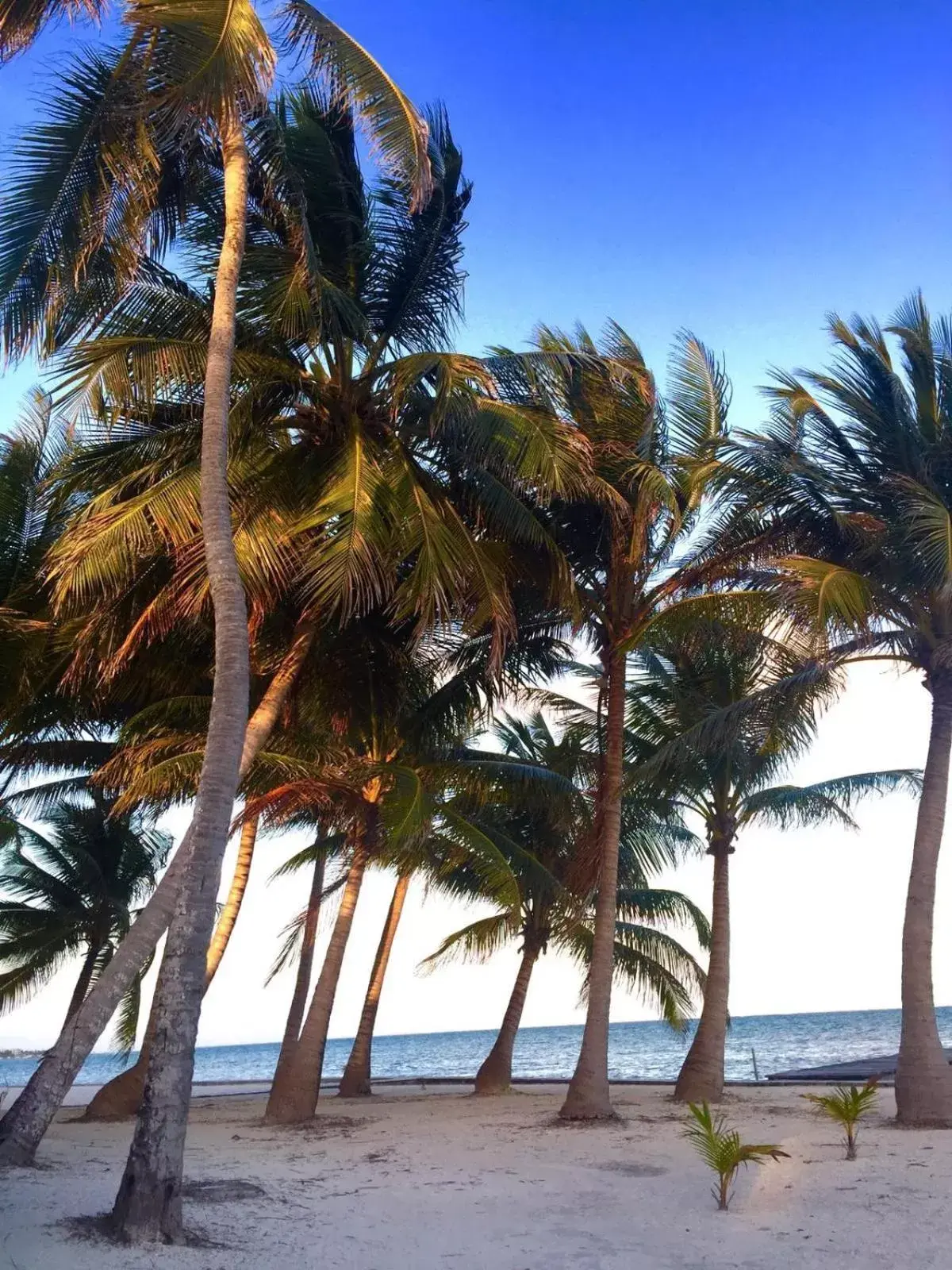 Natural landscape, Beach in Royal Caribbean Resort