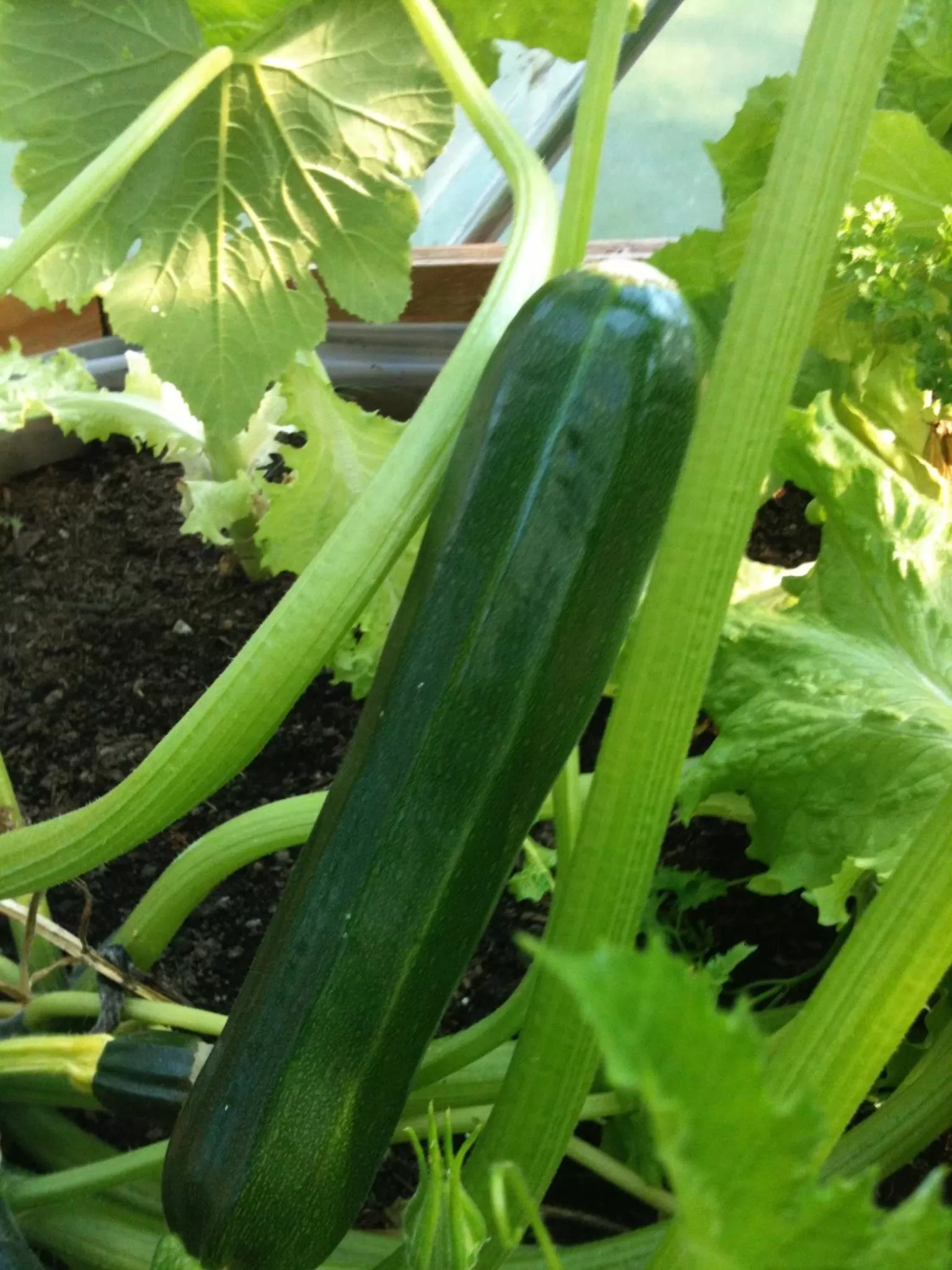 Garden in Gardenside Bed and Breakfast