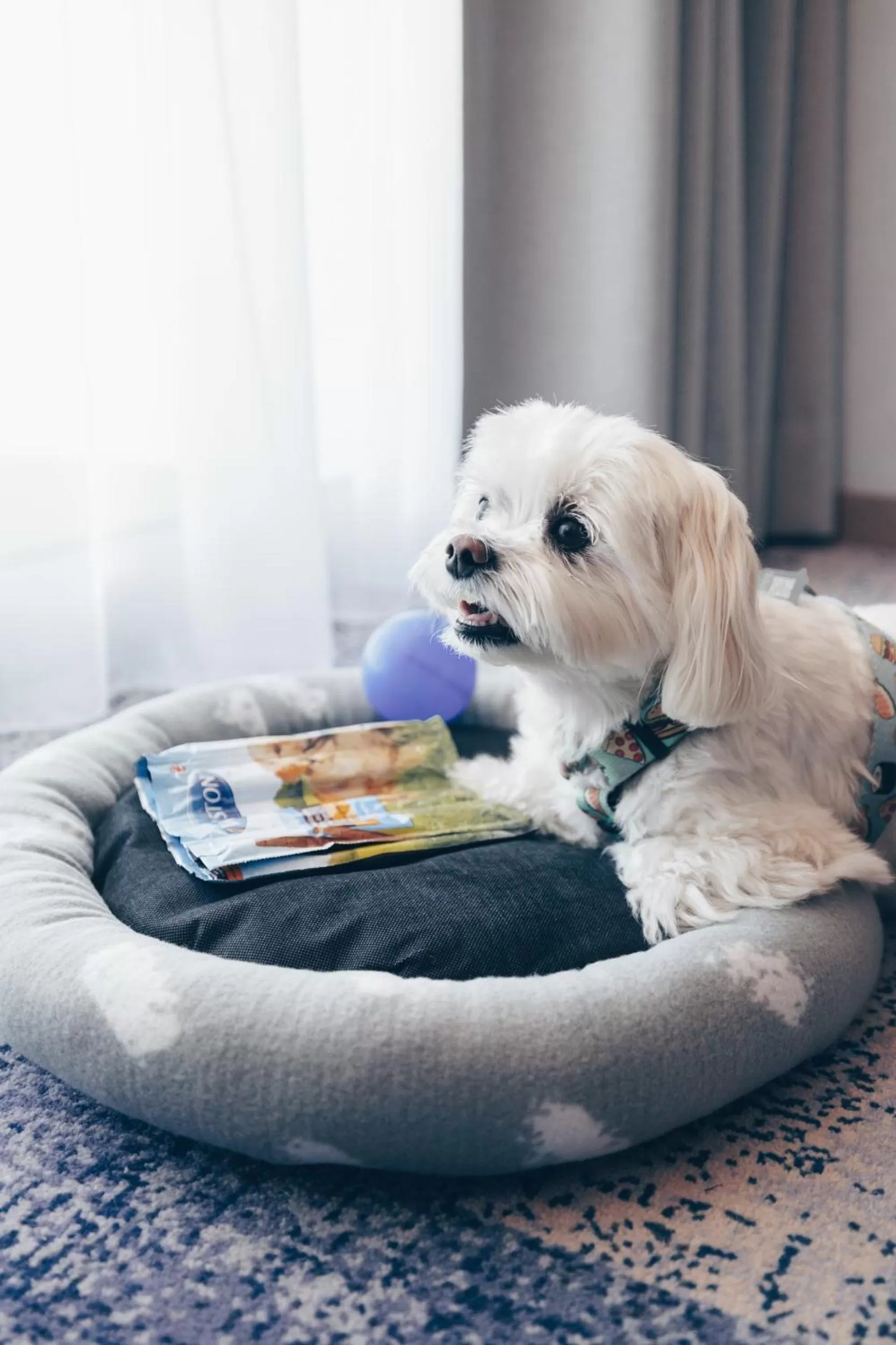 Animals in Hotel Unitral SPA w Mielnie