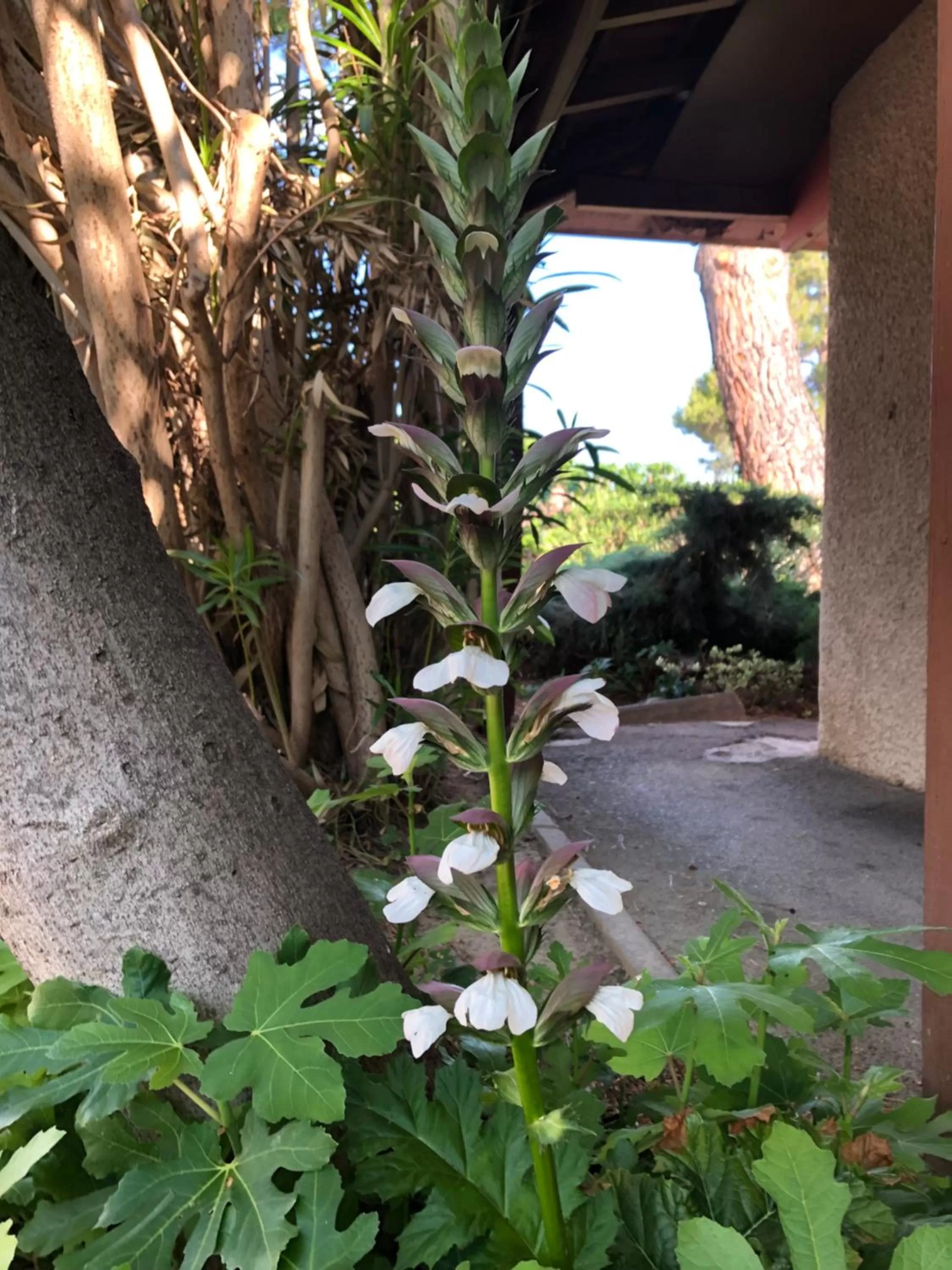 Garden in Hotel Cristol