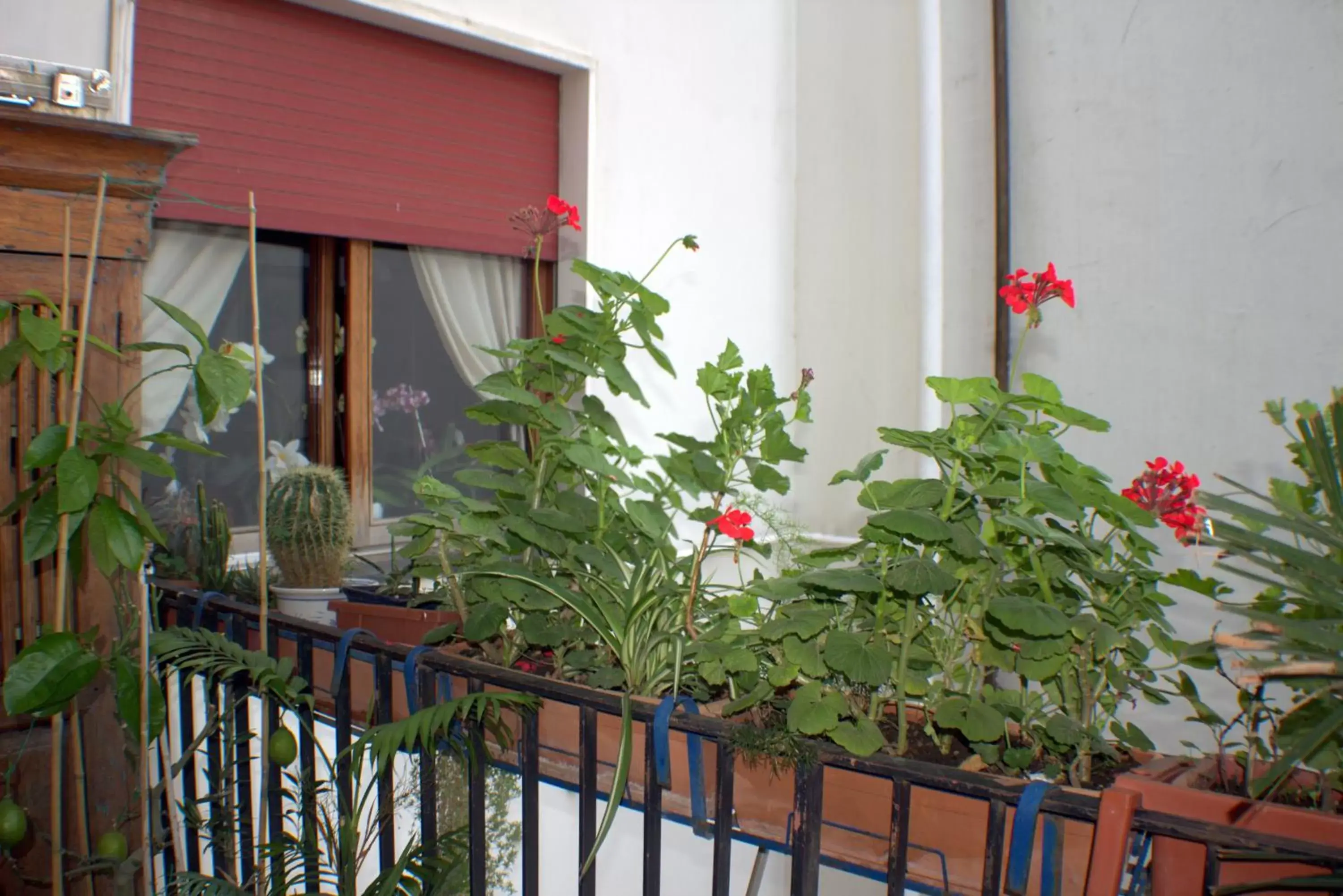 Balcony/Terrace in B&B Lucio e Lili