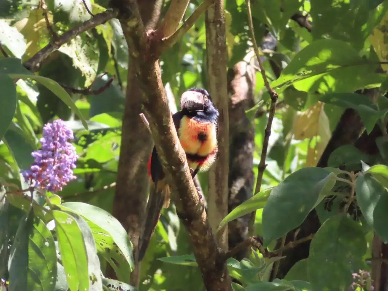 Animals, Other Animals in La Ceiba Tree Lodge