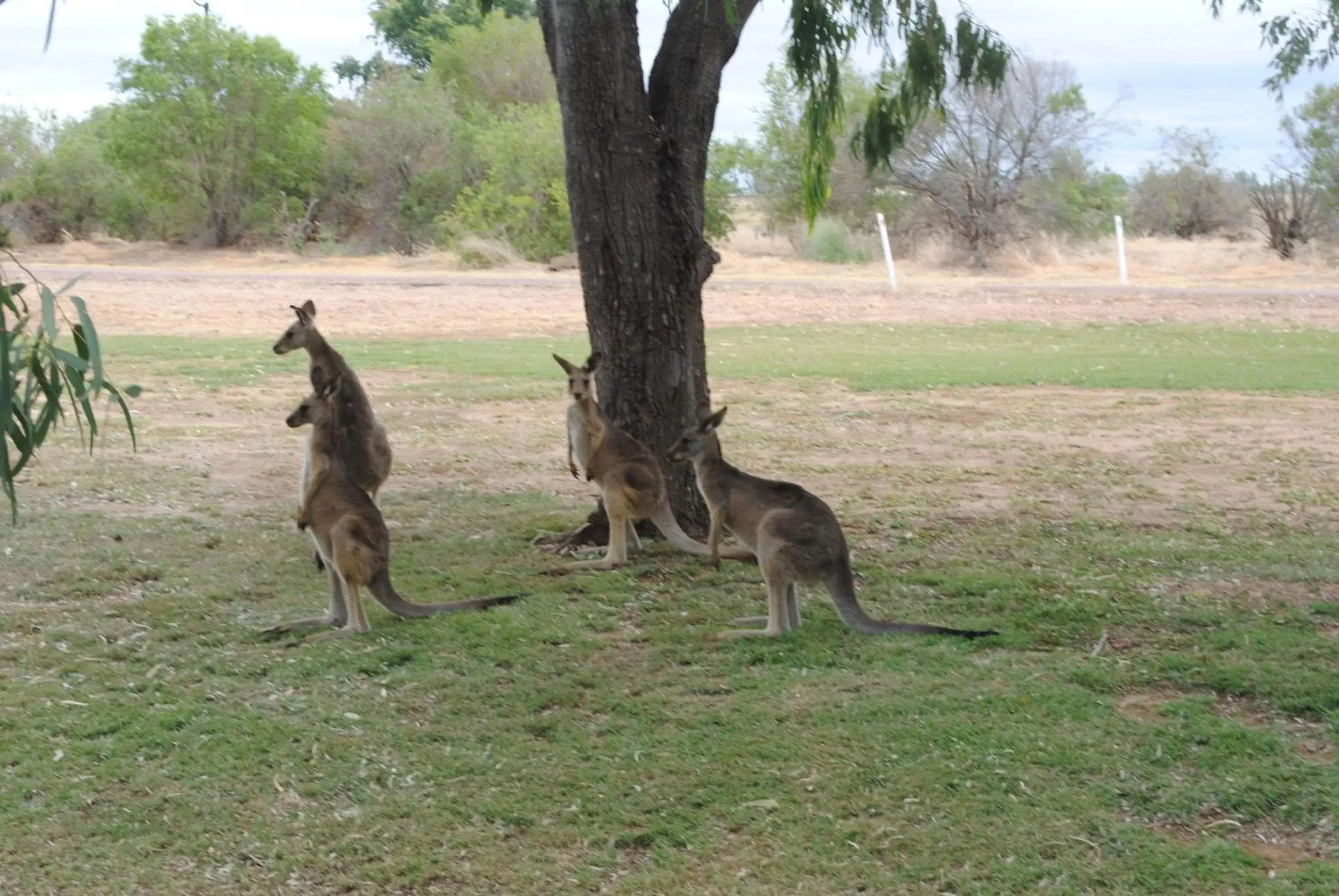 Garden, Other Animals in Albert Park Motor Inn-KING BED IN EVERY ROOM-RENOVATED 2022