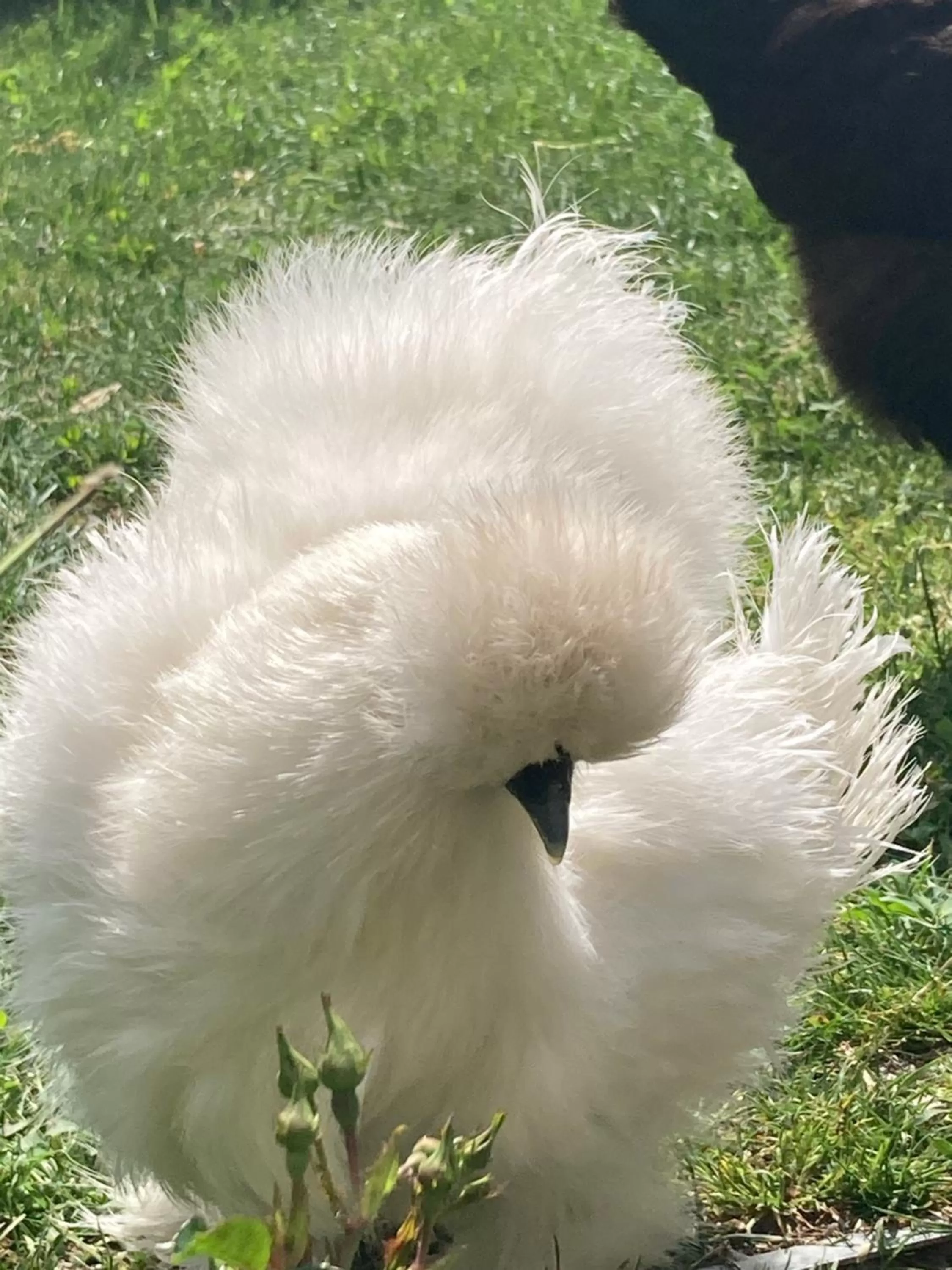 Other Animals in LA MAISON D'IVONA