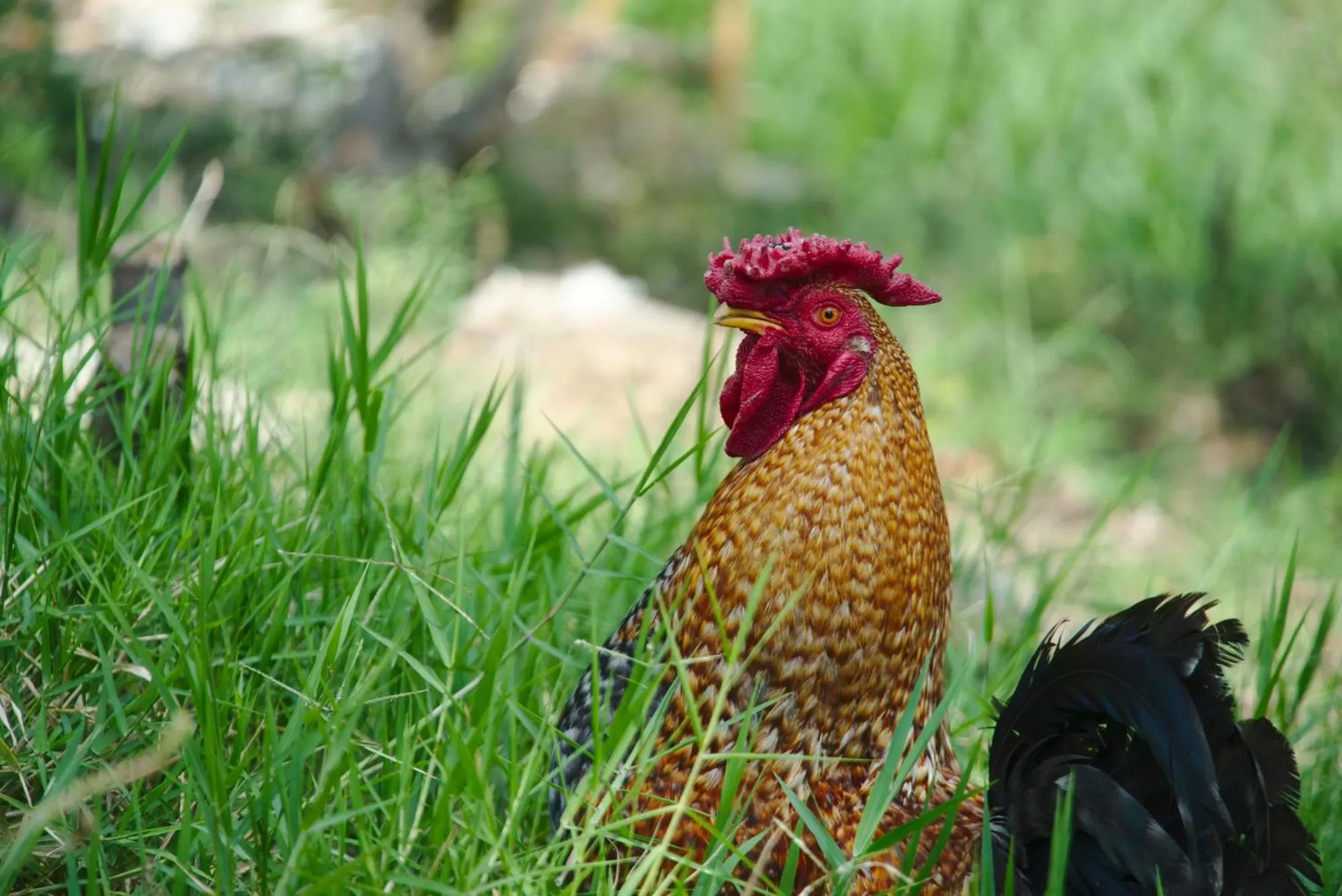 Animals in Finca Umnisa - Choachi