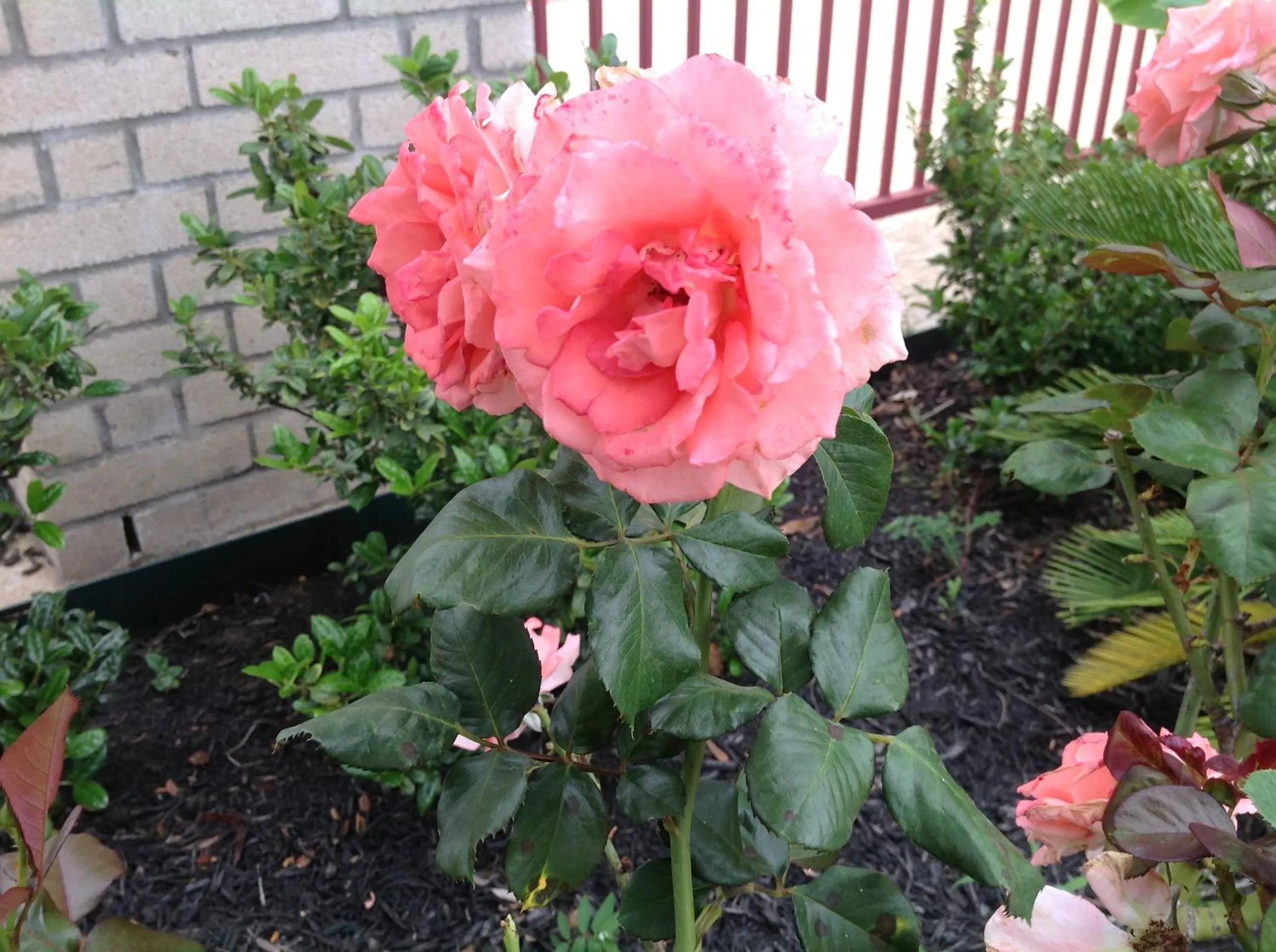 Decorative detail in Scottish Inns & Suites Timber Creek, Houston, TX