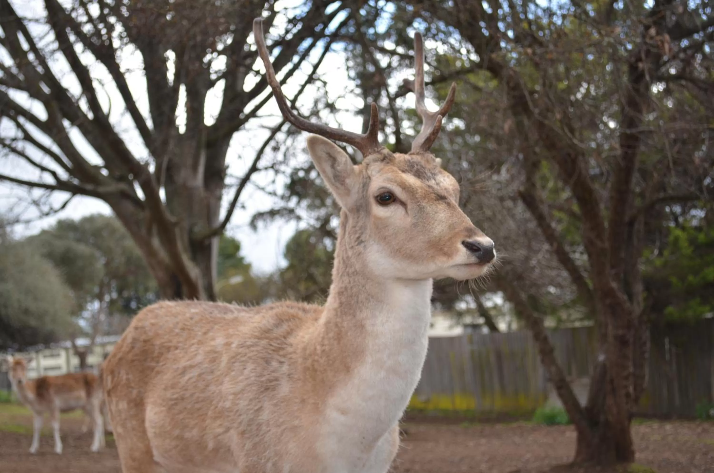 Animals in Deer Park Motor Inn Armidale
