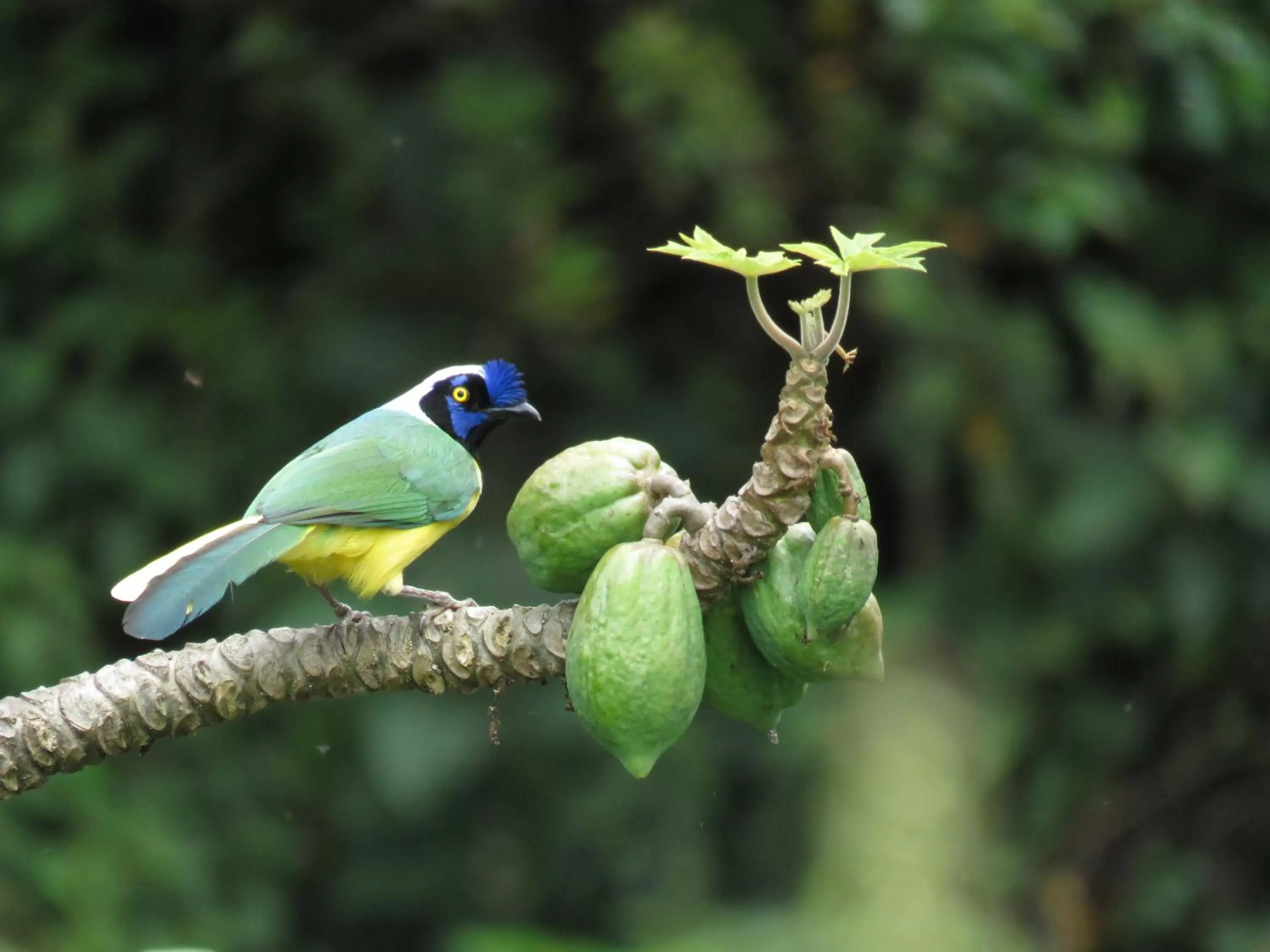 Garden view in La Cabaña Ecohotel - Valle del Cocora