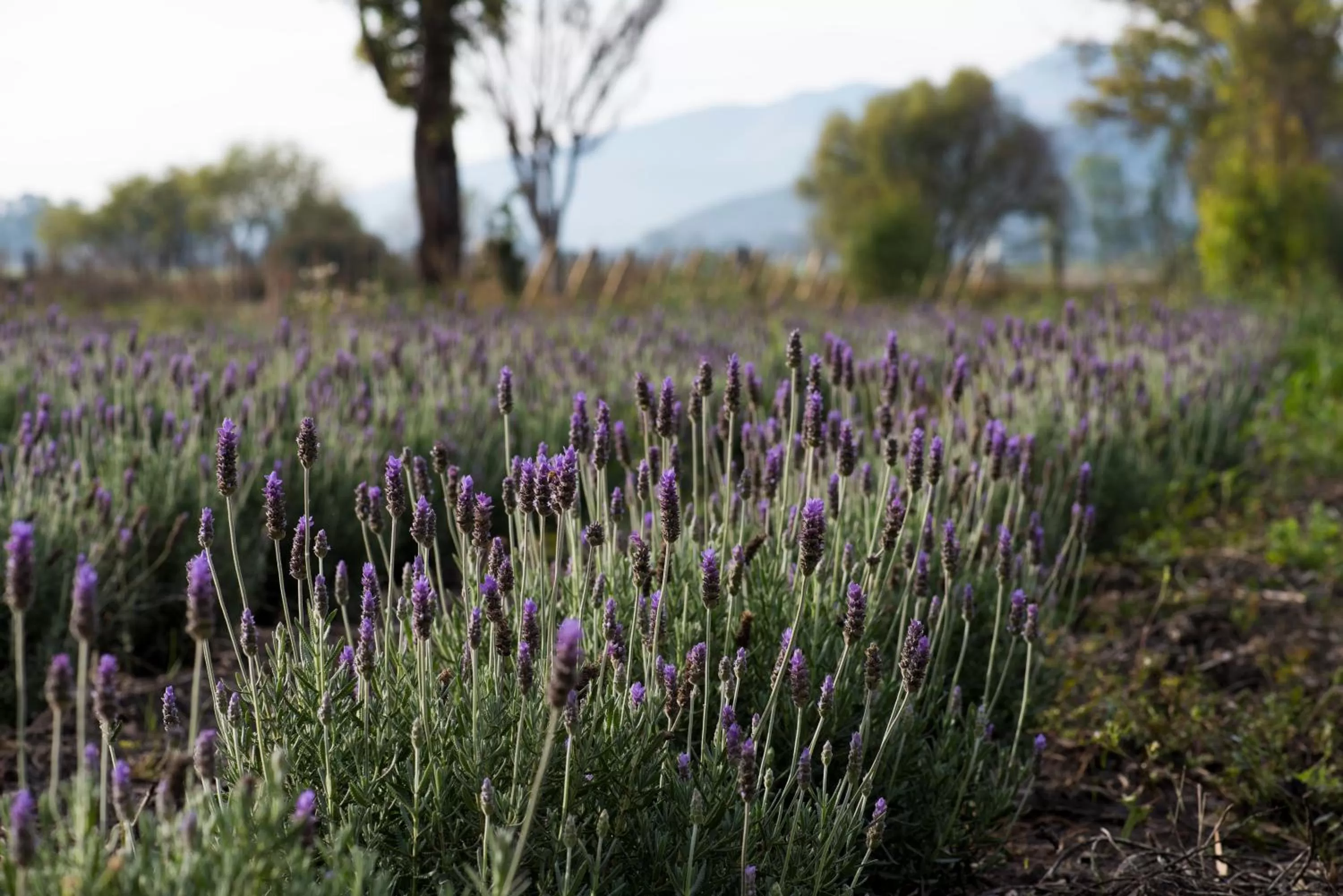 Garden in Viñedos San Lucas