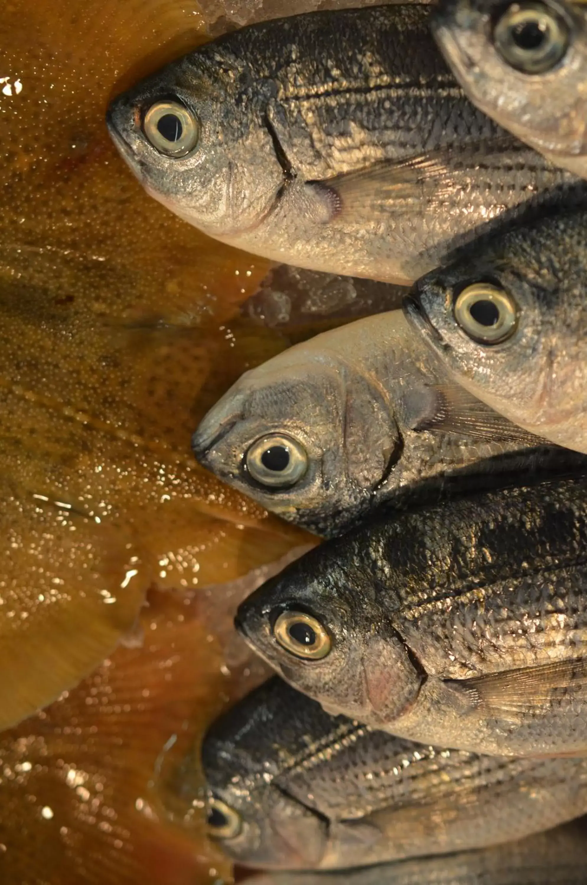 Food close-up, Other Animals in I Tre Merli Locanda