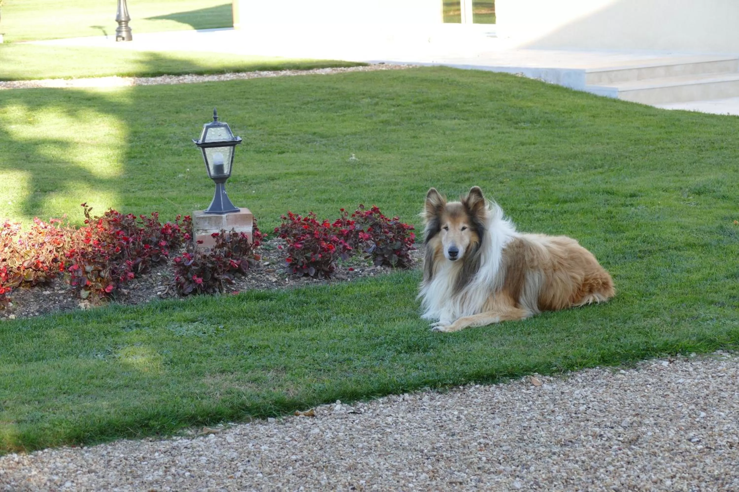 Day, Pets in Le Clos des Perraudières