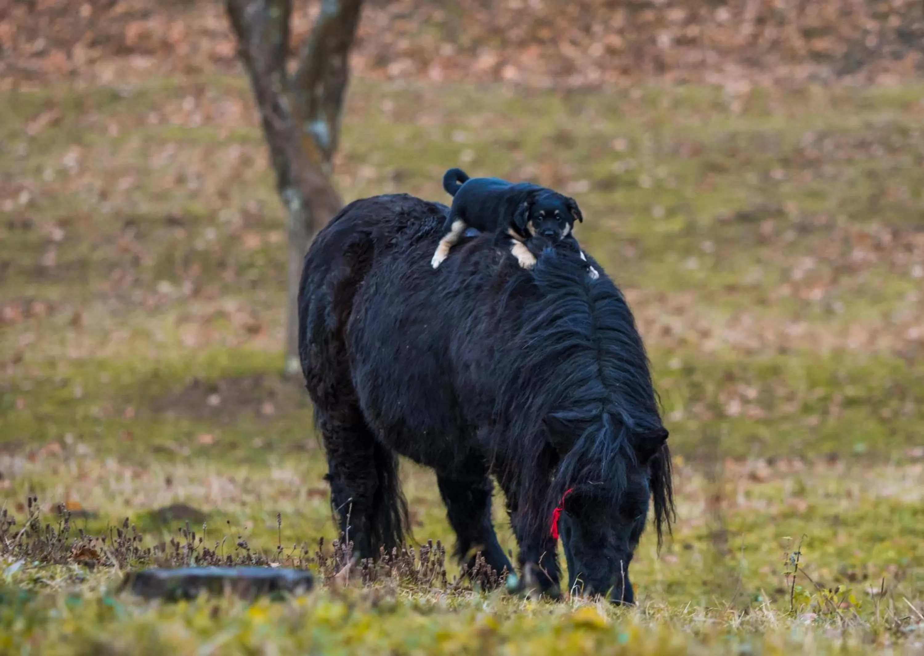 Property building, Other Animals in Pensiunea SilvAnka
