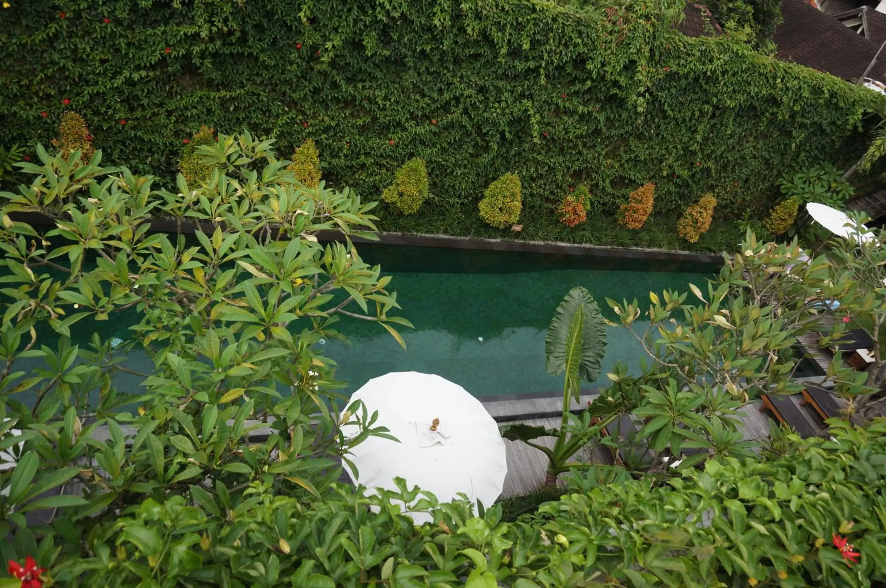 Swimming pool, Property Building in Sapodilla Ubud