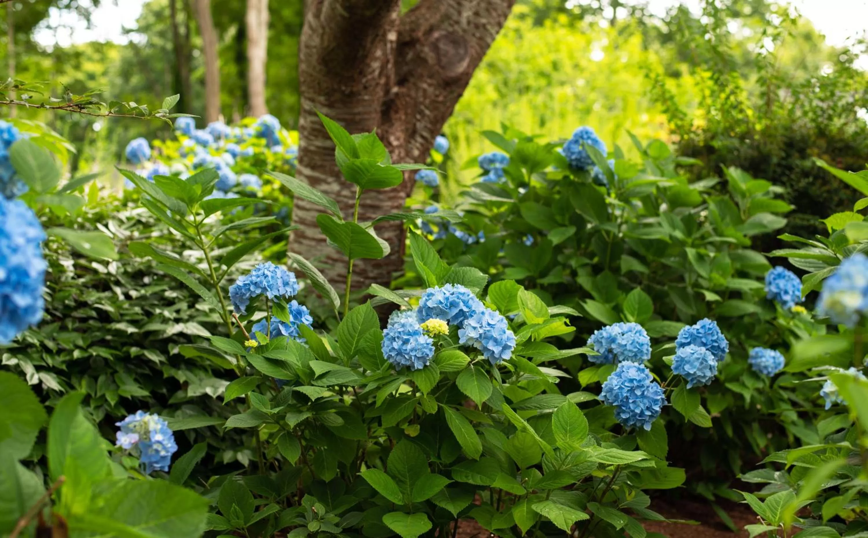 Garden in Palmer House Inn