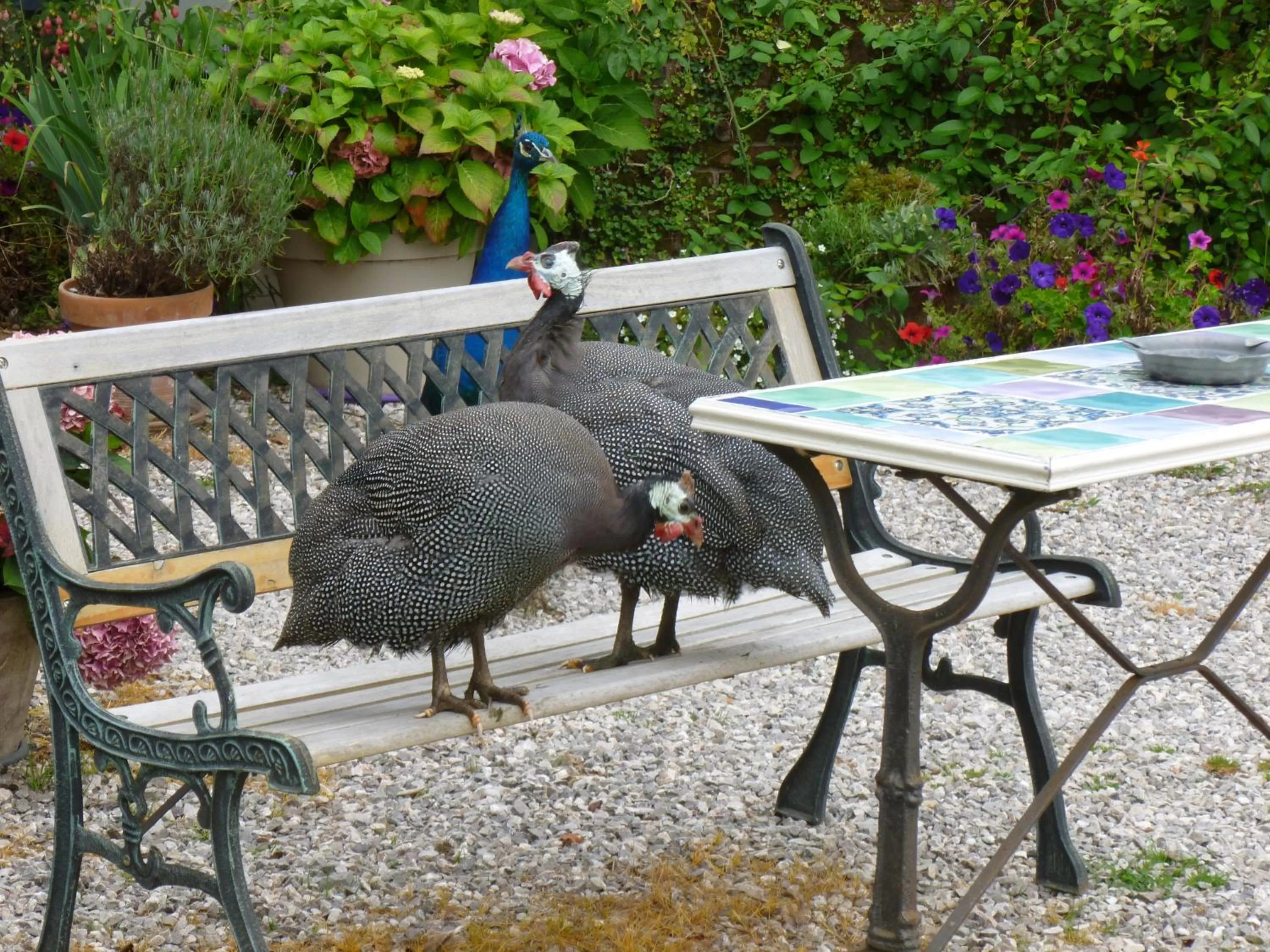 Animals in Manoir Francis