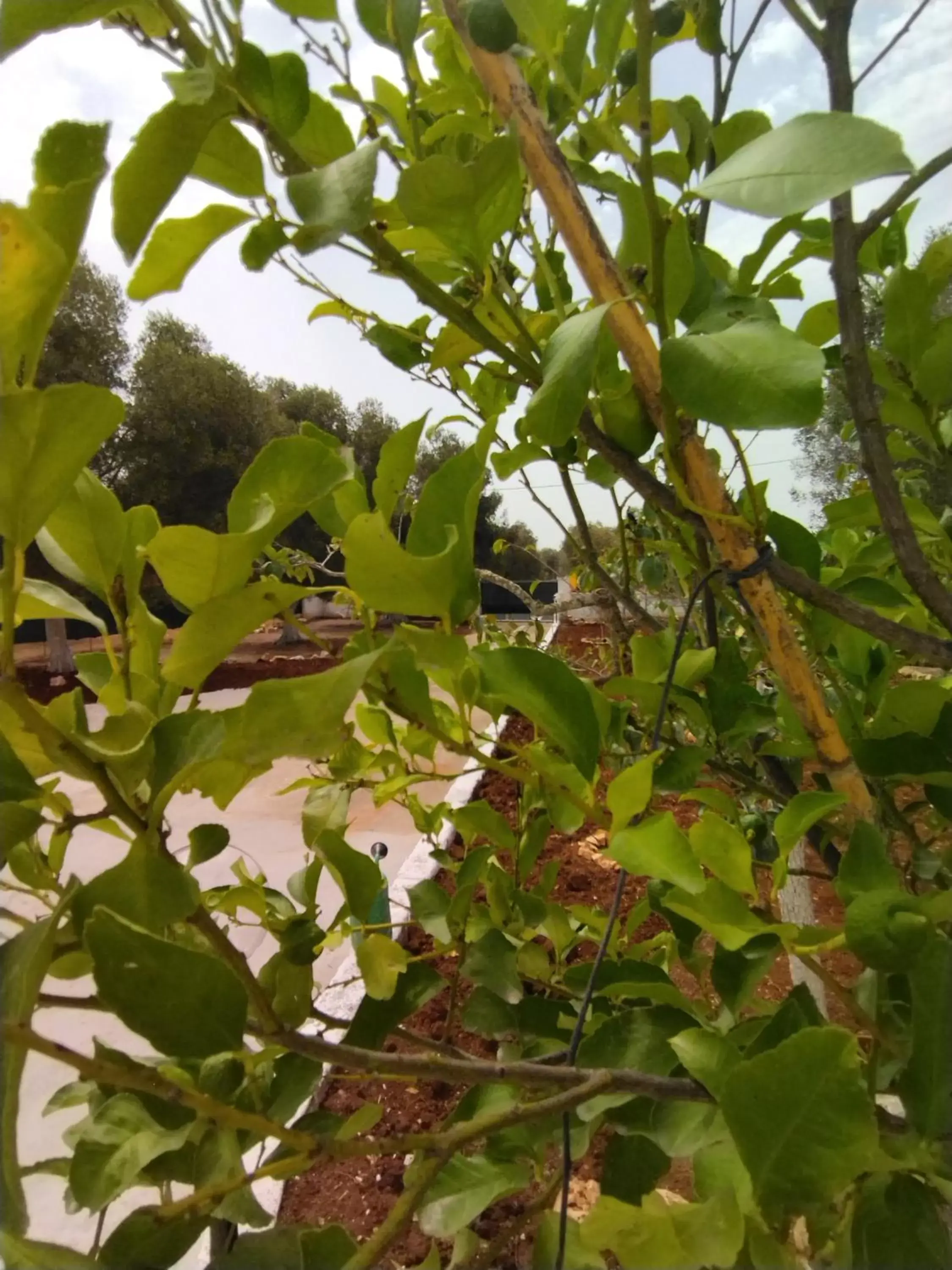 Garden, Other Animals in TRULLO CARMEN