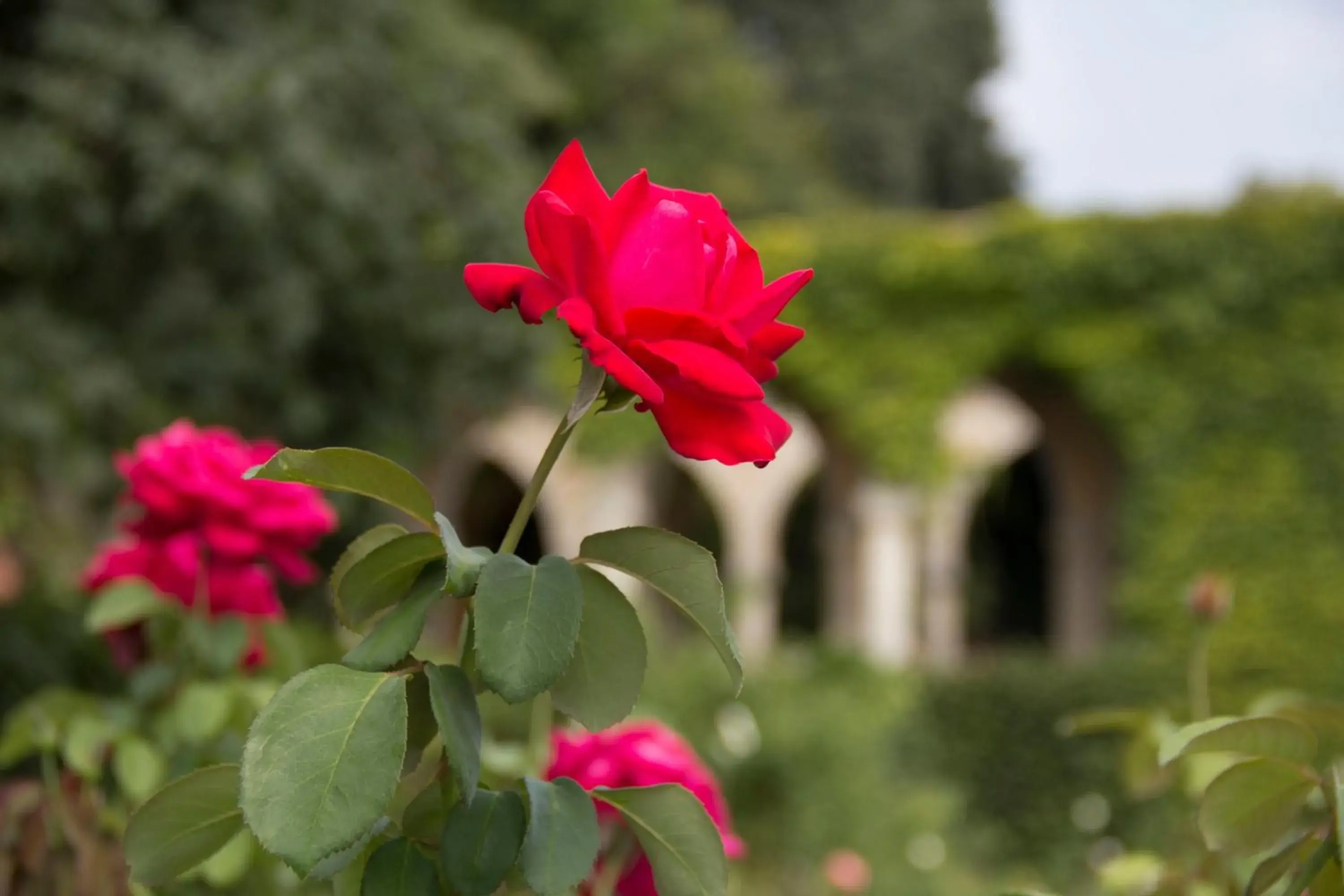 Other, Garden in White Rock Castle Suite Hotel & SPA