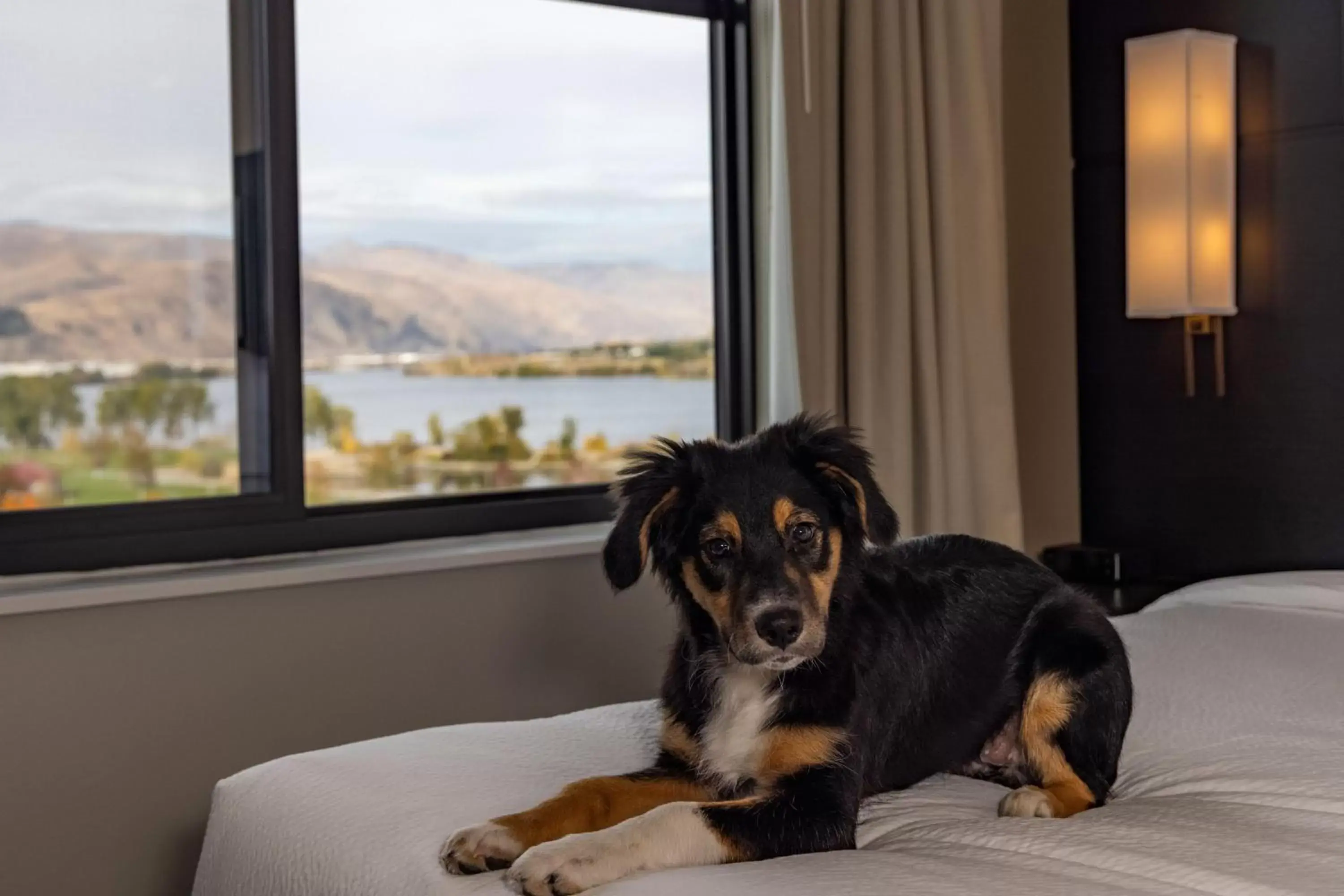 Other, Pets in Residence Inn by Marriott Wenatchee