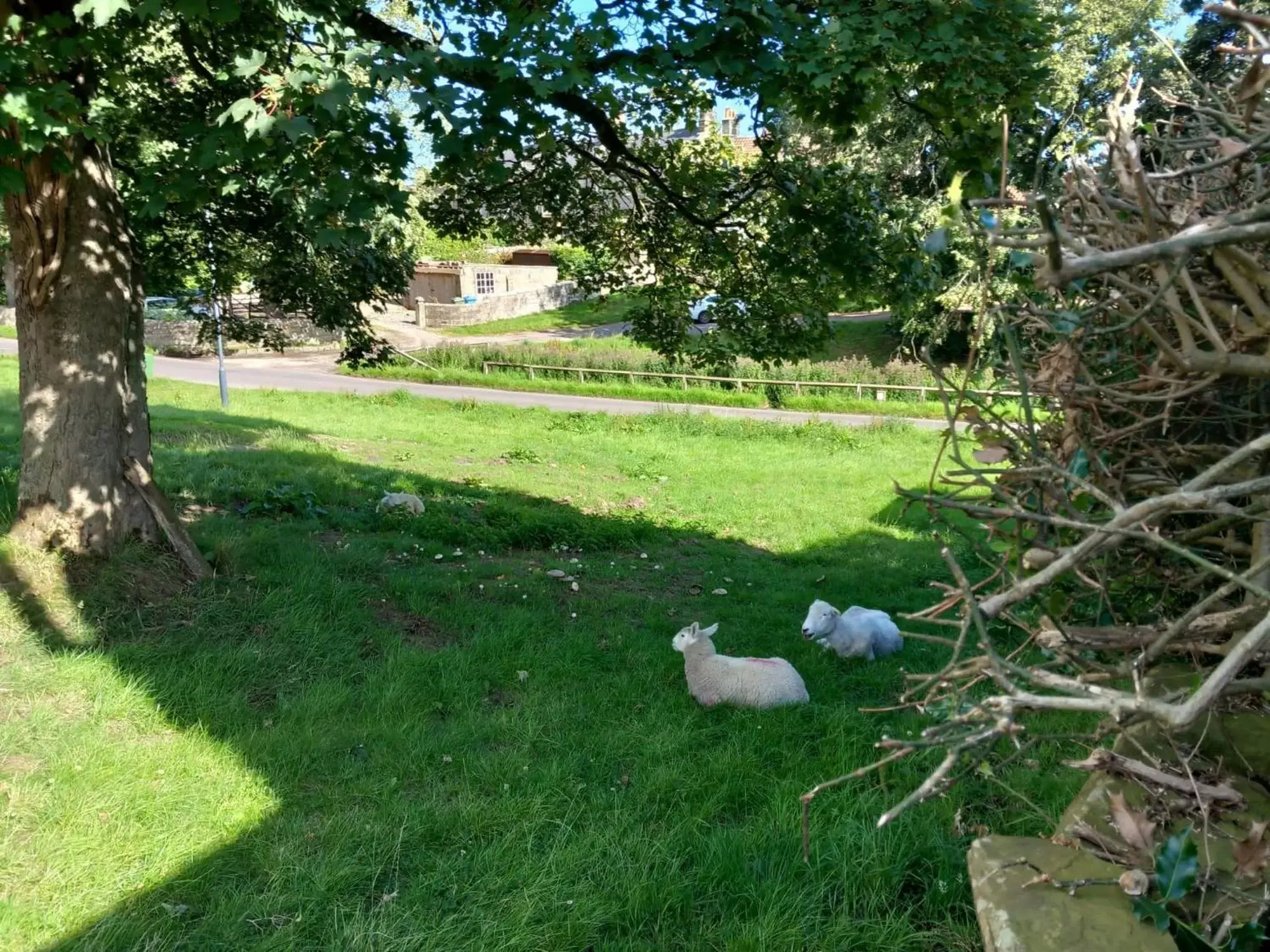 Quiet street view, Garden in Littlebeck