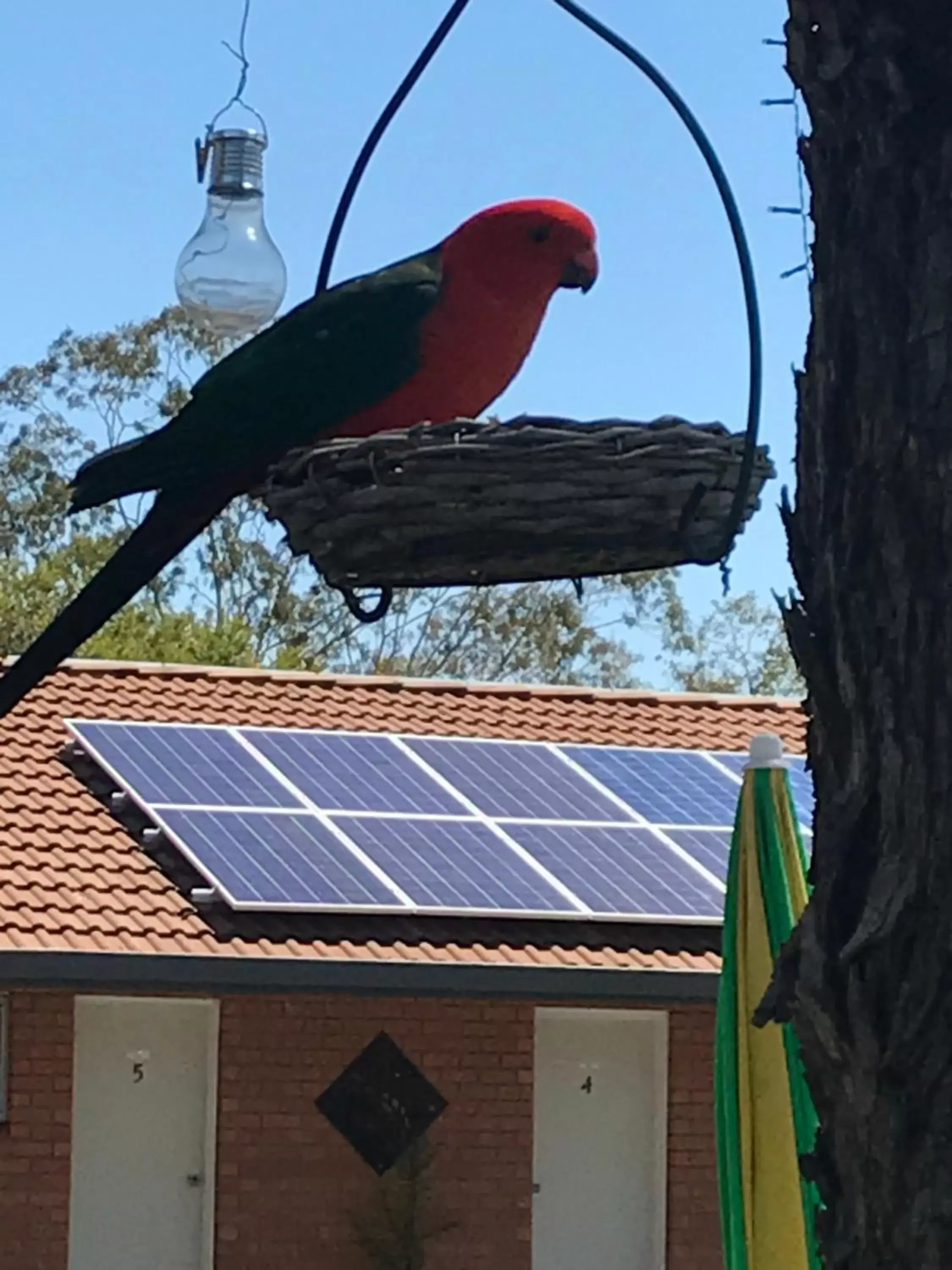 Other Animals in Castlereagh Motor Inn