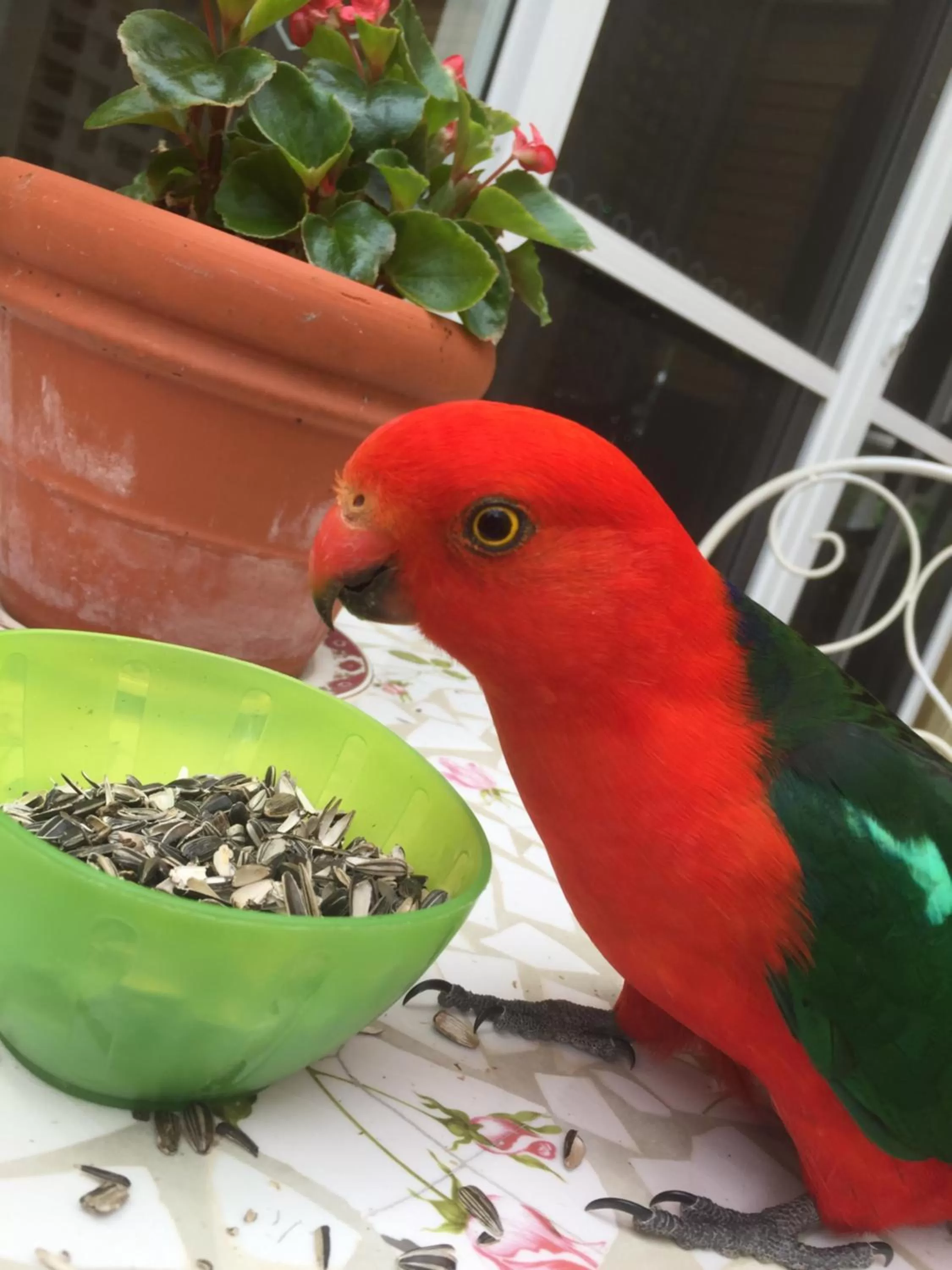 Animals, Other Animals in Bundanoon Lodge