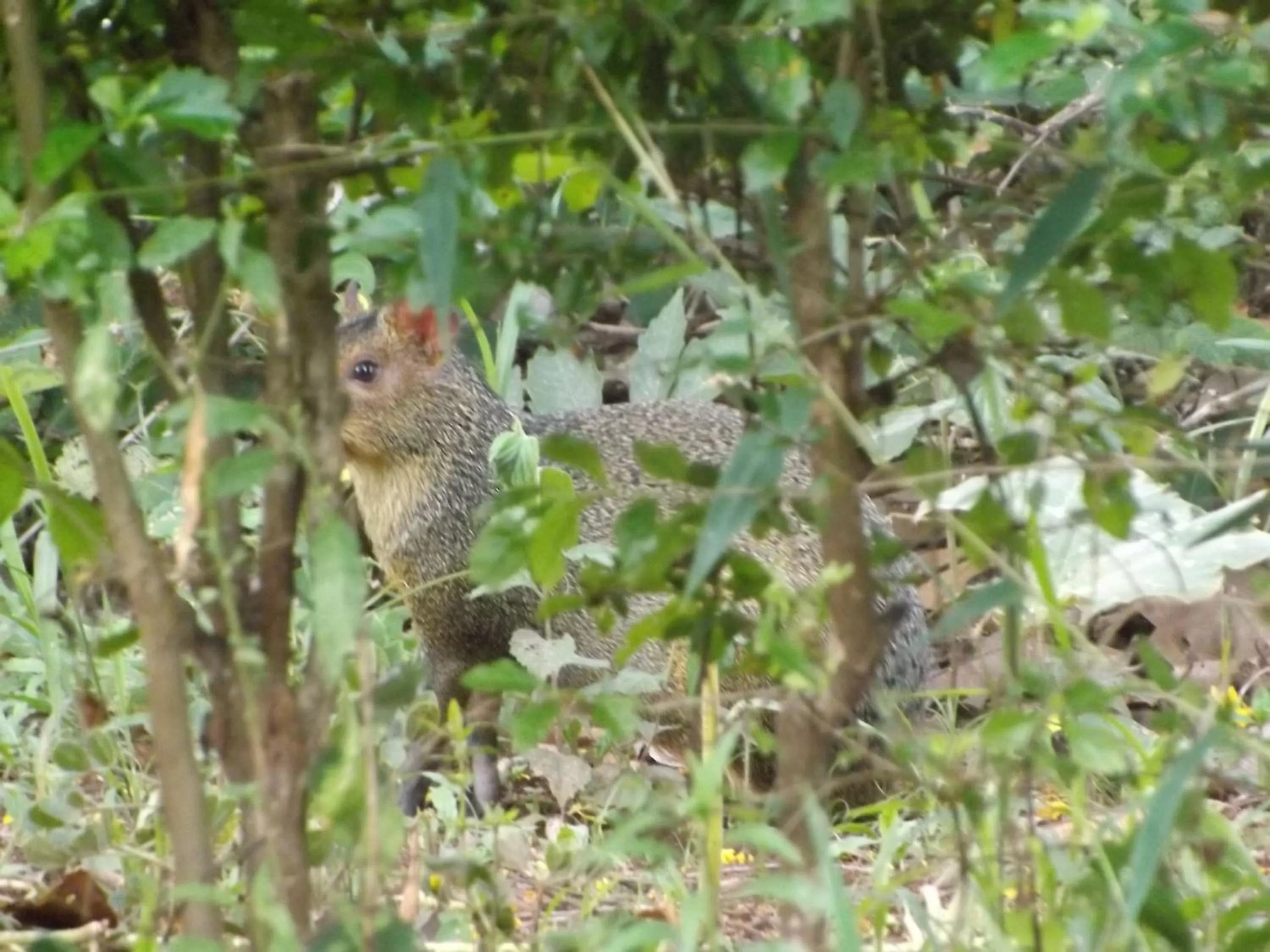 Animals, Other Animals in Pousada Di Luna