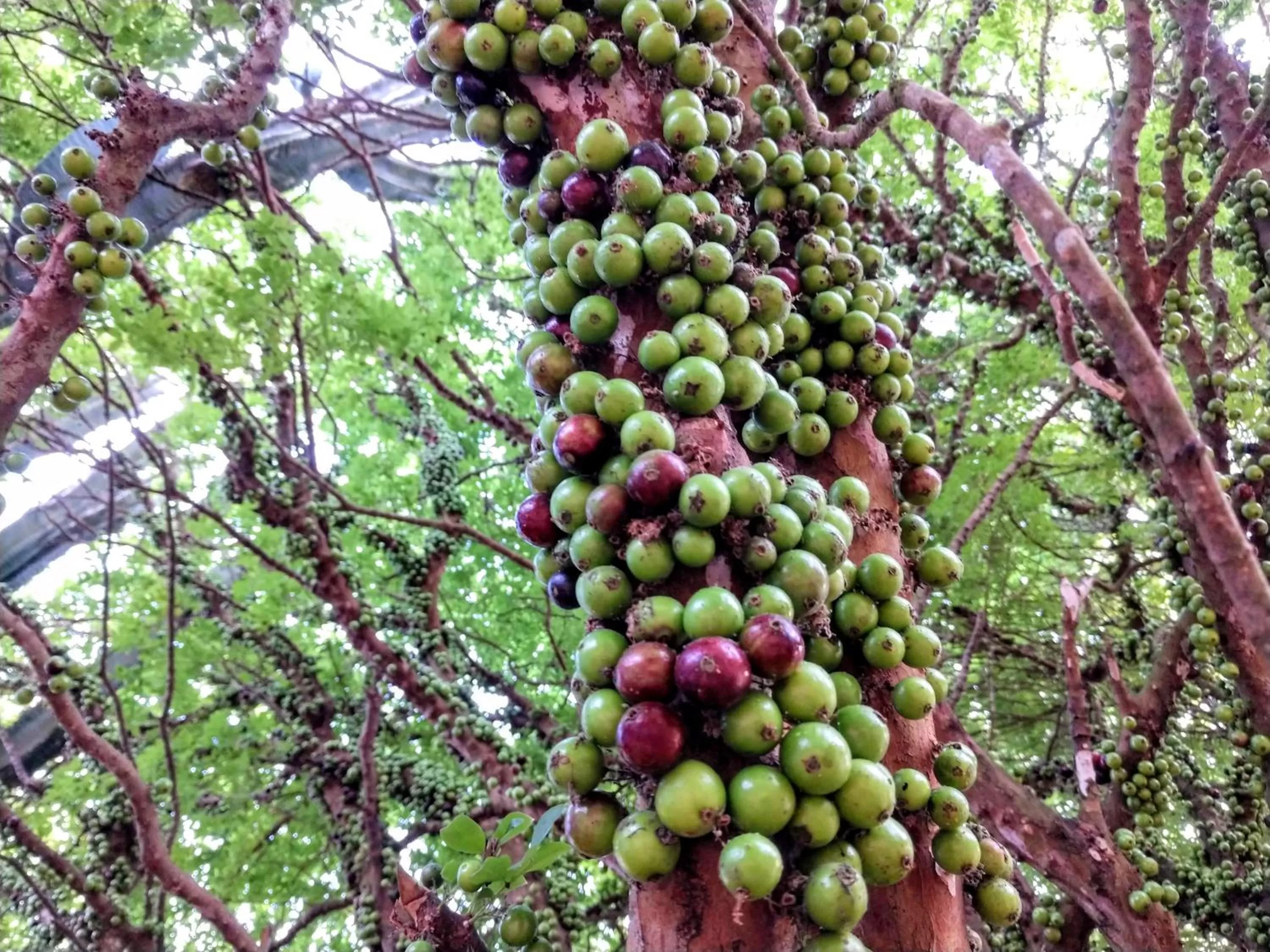 Property building in Suítes no Quintal